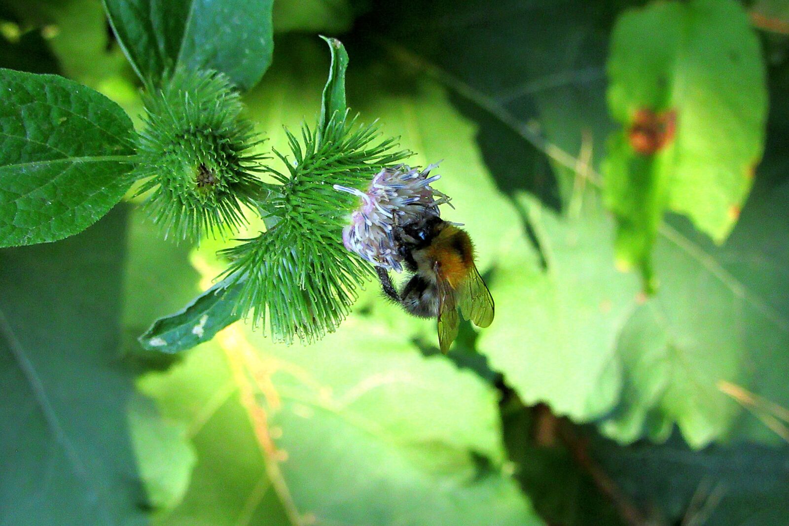 Canon PowerShot SX610 HS sample photo. Bumblebee, forest, bug photography