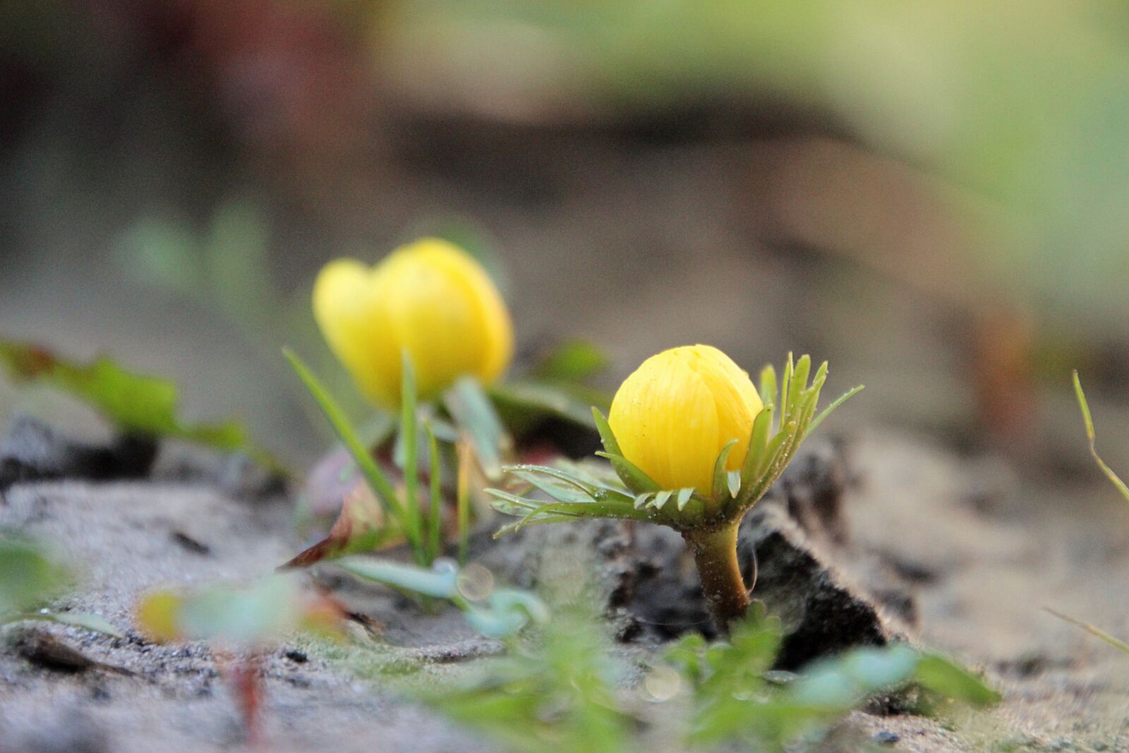 Canon EOS 600D (Rebel EOS T3i / EOS Kiss X5) sample photo. Flower, yellow, spring photography