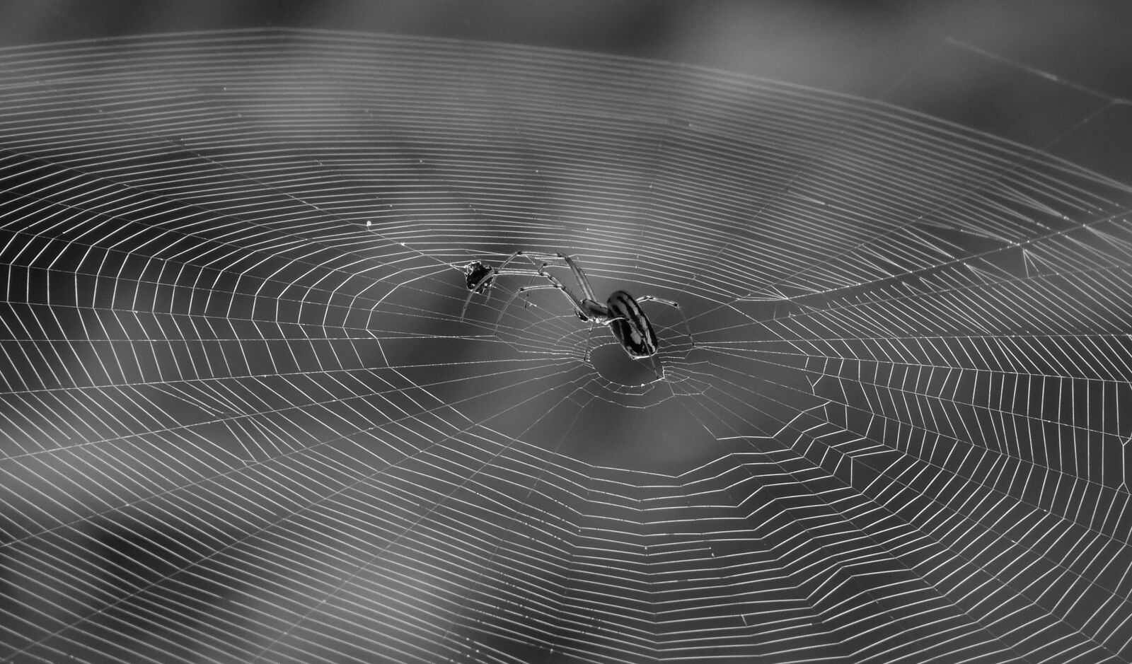 Nikon Coolpix B700 sample photo. Black and white, spider photography