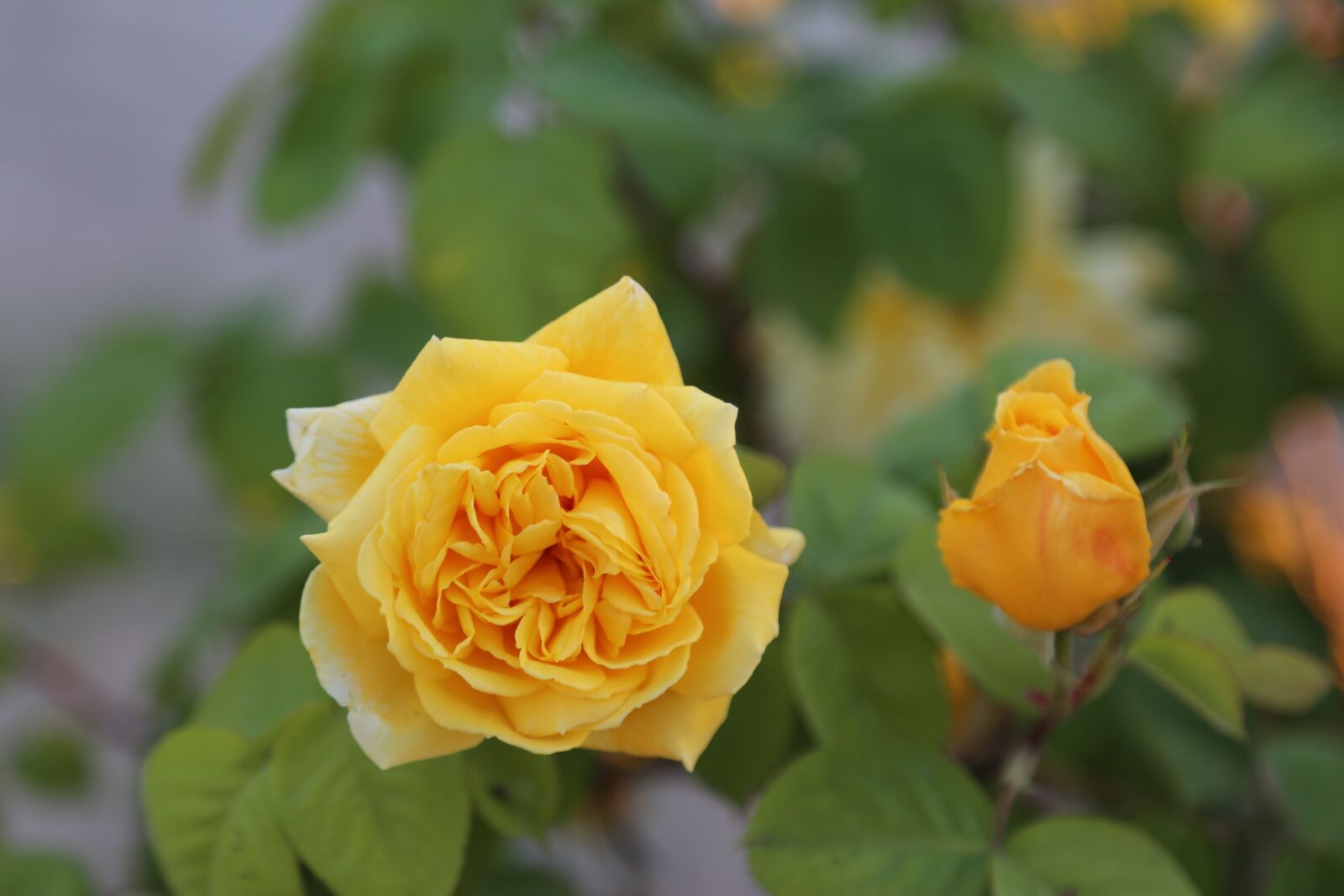 Canon EF 24-105mm F4L IS USM sample photo. Rose, sar g l photography