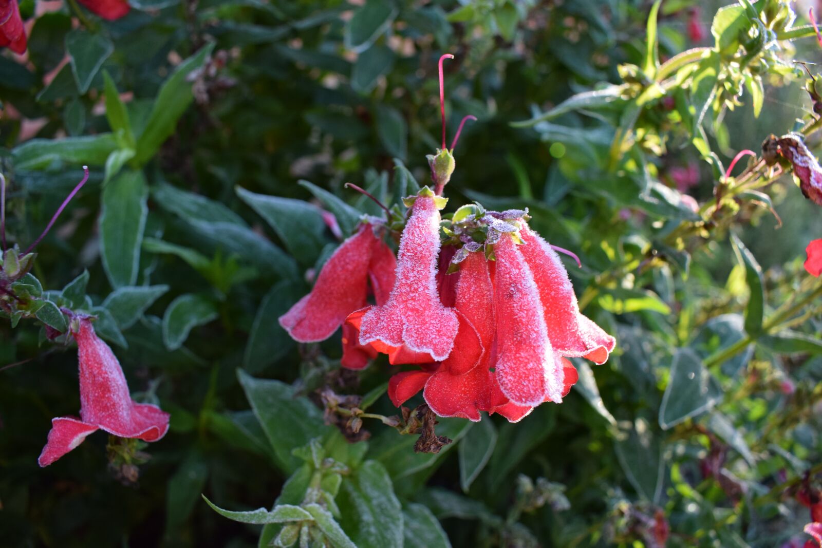 Nikon D3300 sample photo. Frost, flower, nature photography