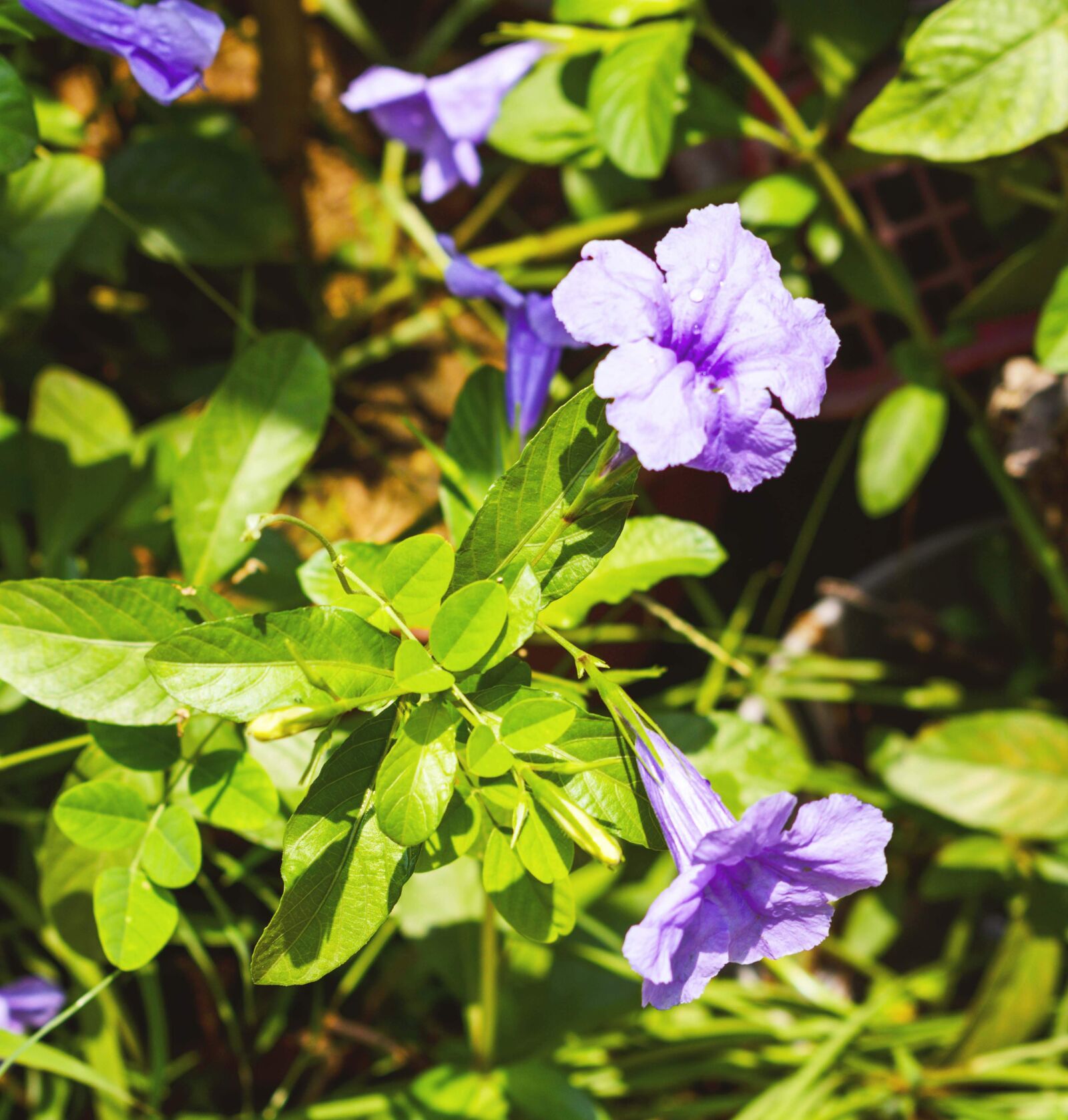 Nikon D3400 sample photo. Azalea flower, cosmos flowers photography