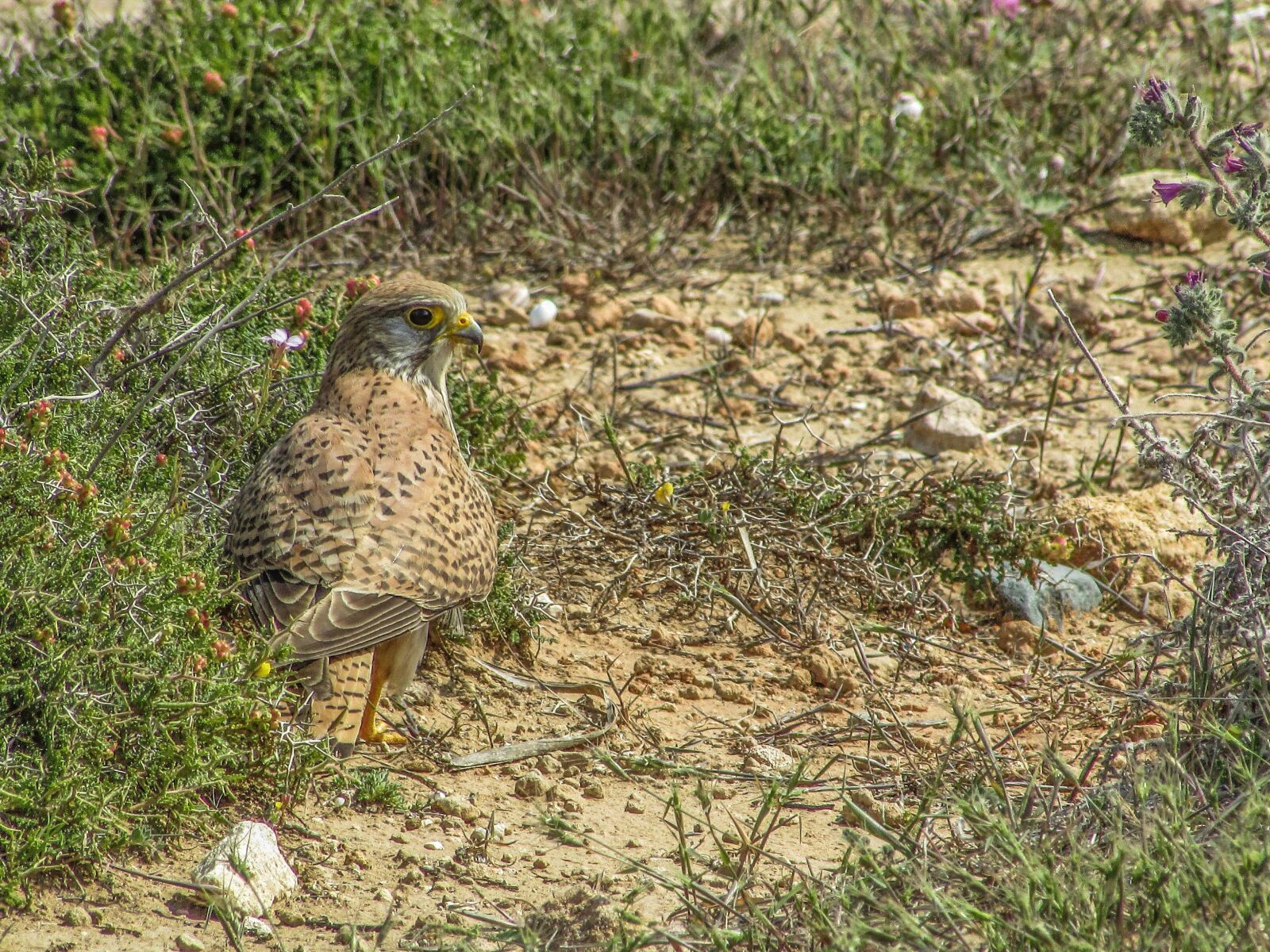 Canon PowerShot SX400 IS sample photo. Falcon, bird, animal photography