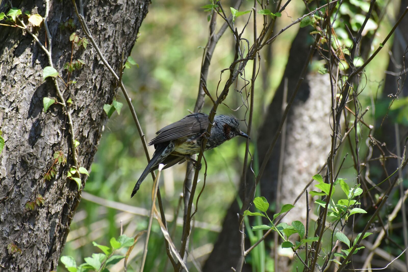 Nikon D7200 sample photo. Animal, forest, wood photography