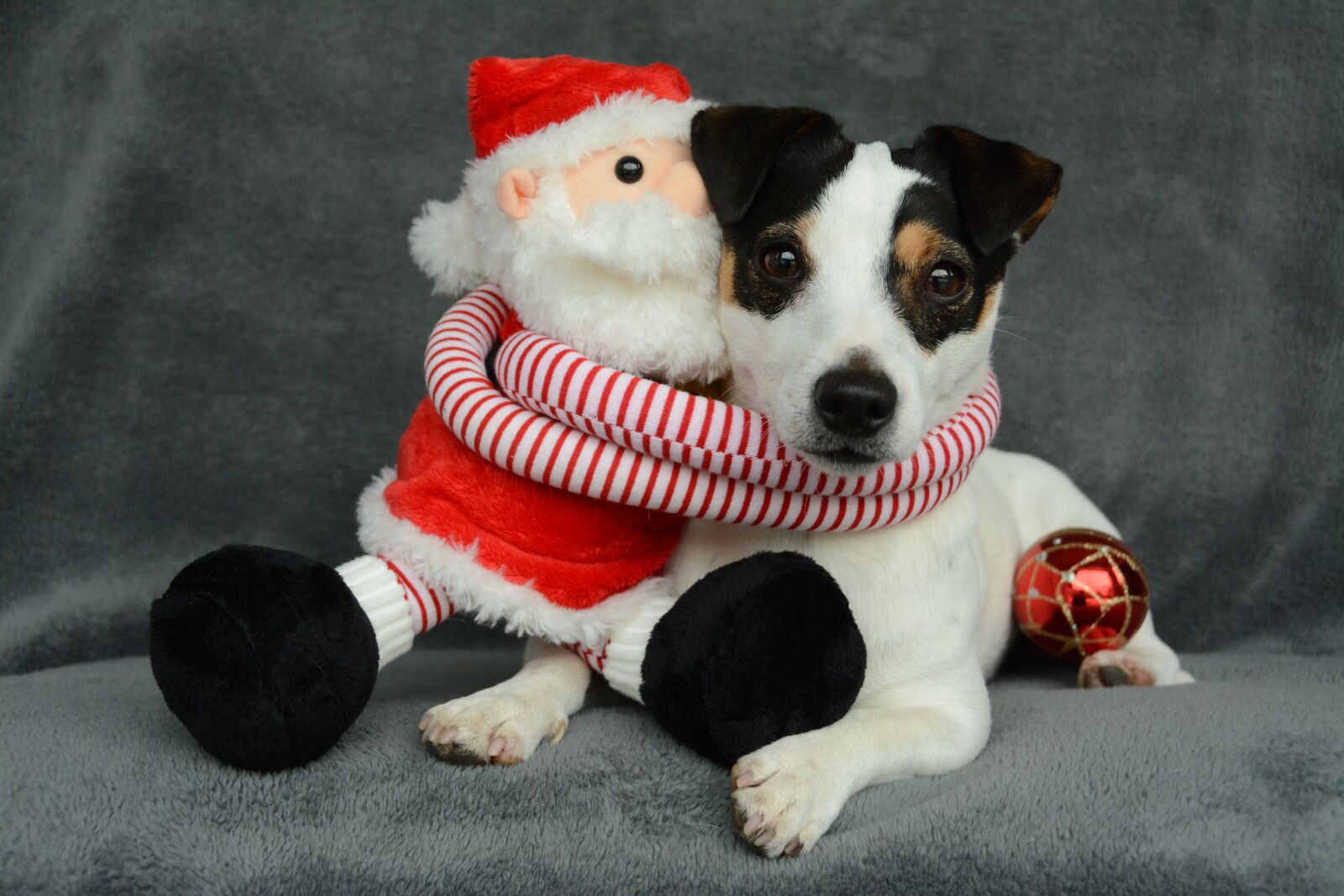 Nikon D7100 sample photo. Jack russel, christmas, st photography