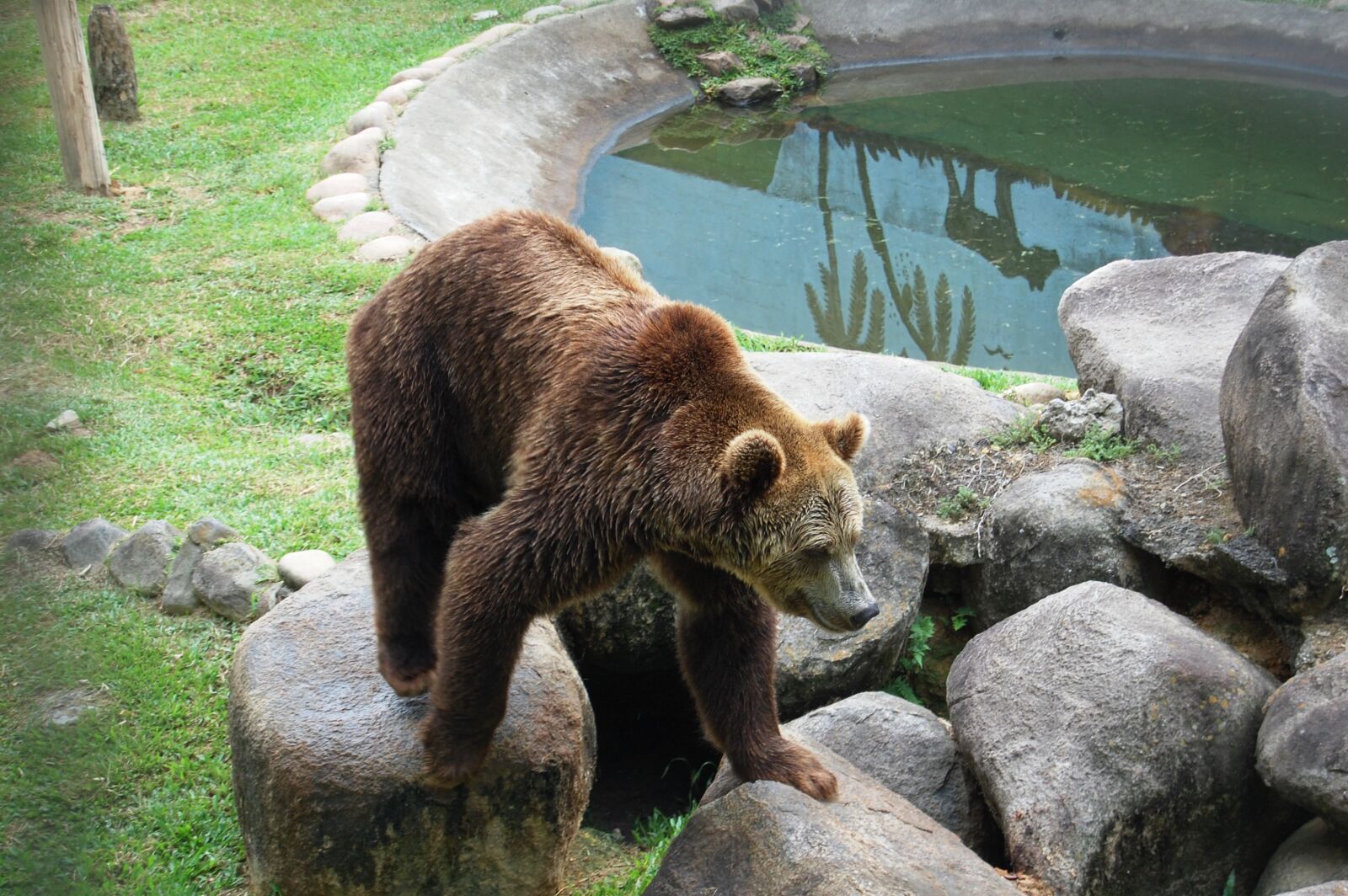 Nikon D40 sample photo. Zoo, nature, animal world photography