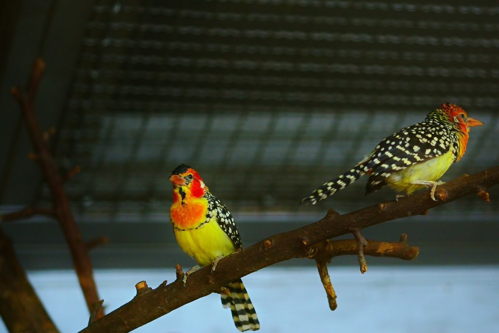 Nikon D5200 sample photo. Nature, animal world, flammkopf photography