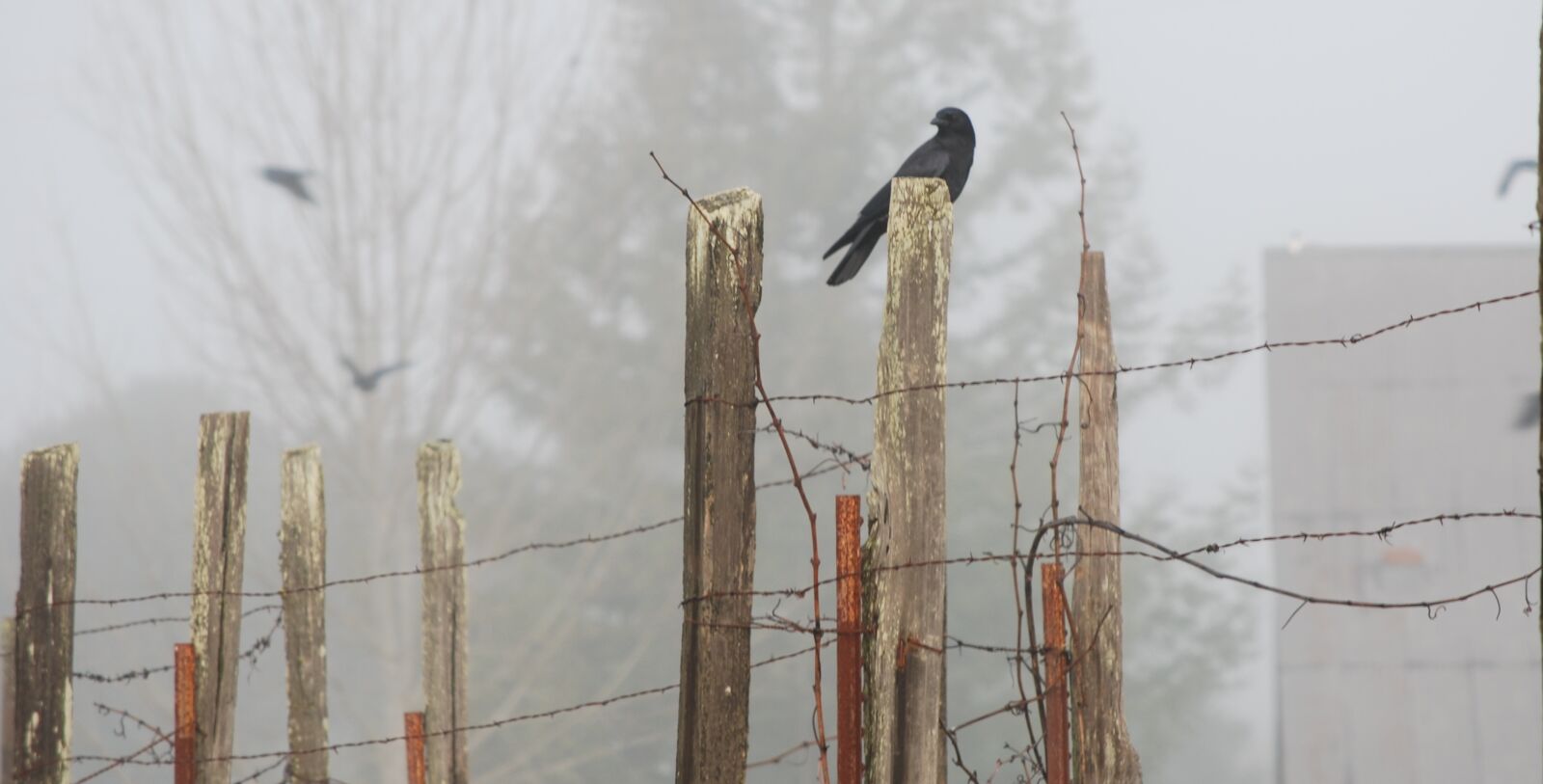 Nikon D60 sample photo. Raven, foggy day, bird photography