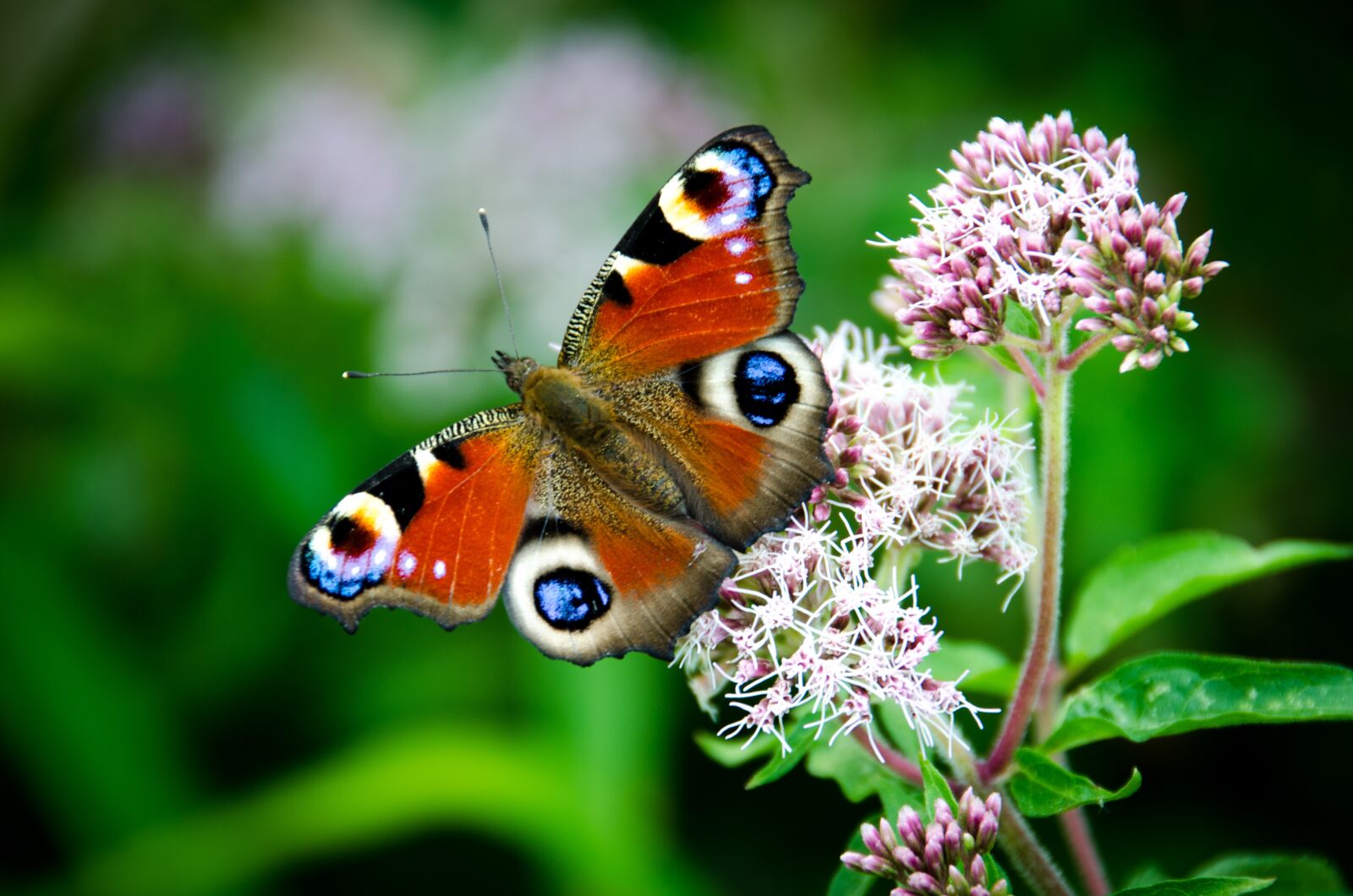 Nikon D7000 sample photo. Jutland, butterfly, skull photography