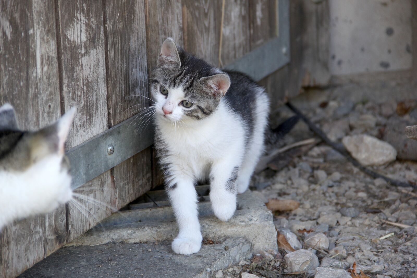 Canon EOS 60D sample photo. Cat, kitten, play photography
