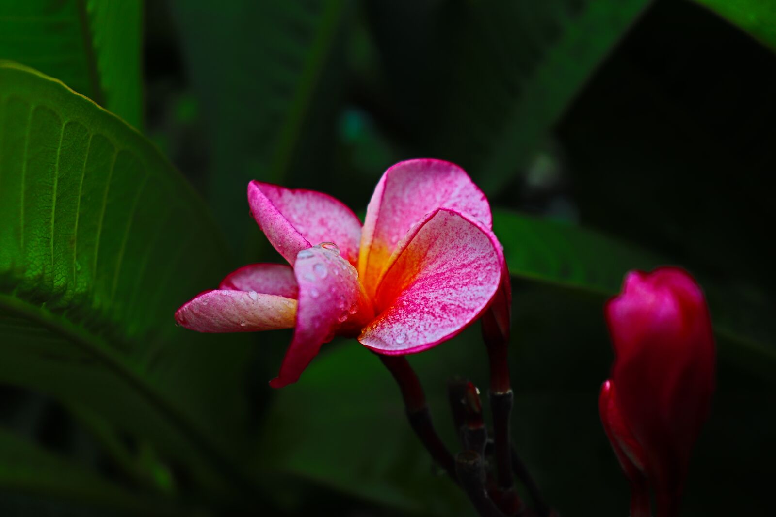 Canon EOS 200D (EOS Rebel SL2 / EOS Kiss X9) sample photo. Beautiful, plumeria, flower photography