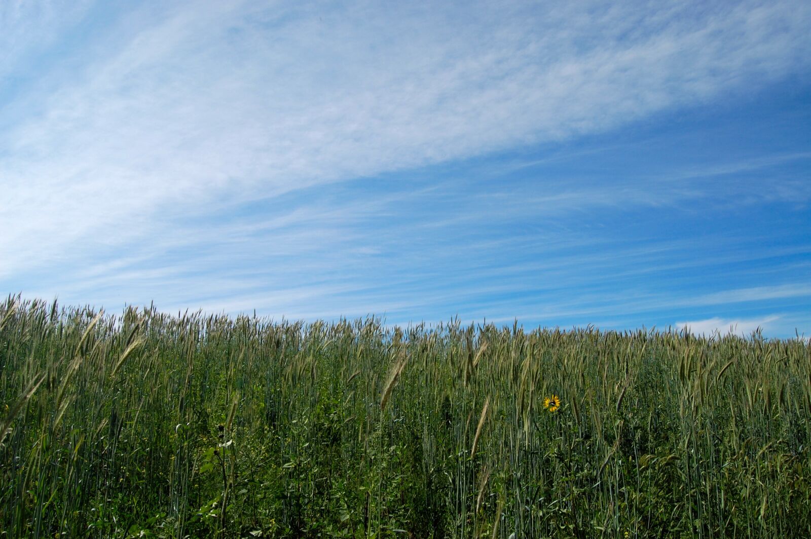 Nikon D40 sample photo. Clouds, grass, sky photography