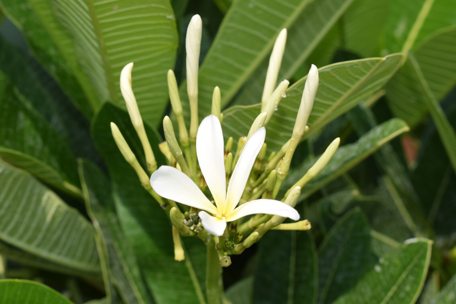 Nikon D5300 sample photo. Chafa flower, champa flower photography