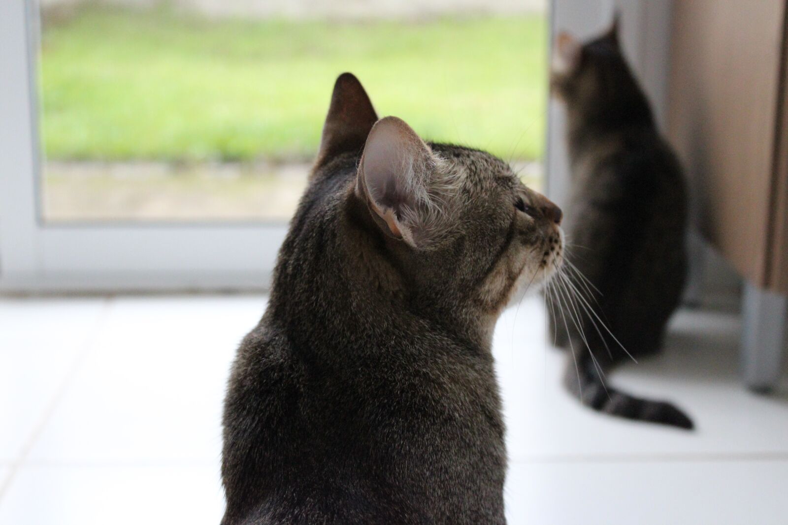 Canon EOS 1200D (EOS Rebel T5 / EOS Kiss X70 / EOS Hi) sample photo. Cats, back, ass photography