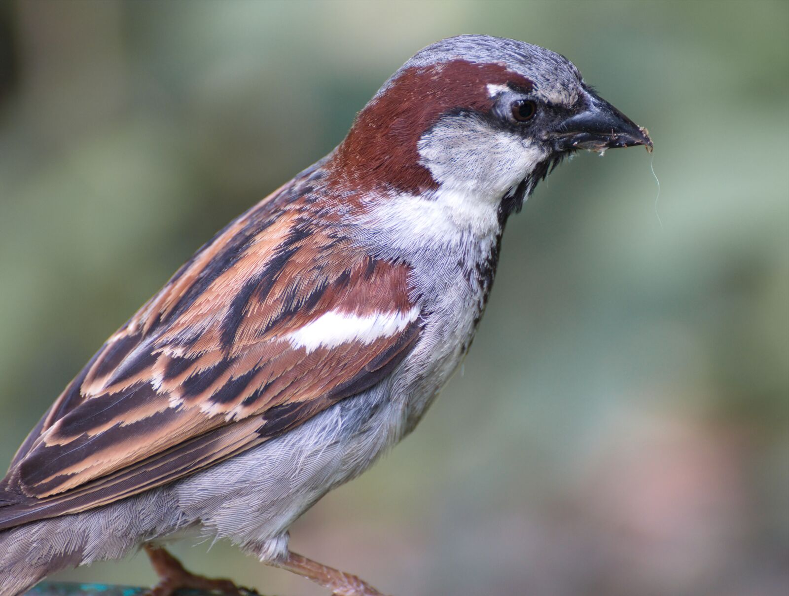 Nikon D5300 sample photo. Bird, sparrow, plumage photography