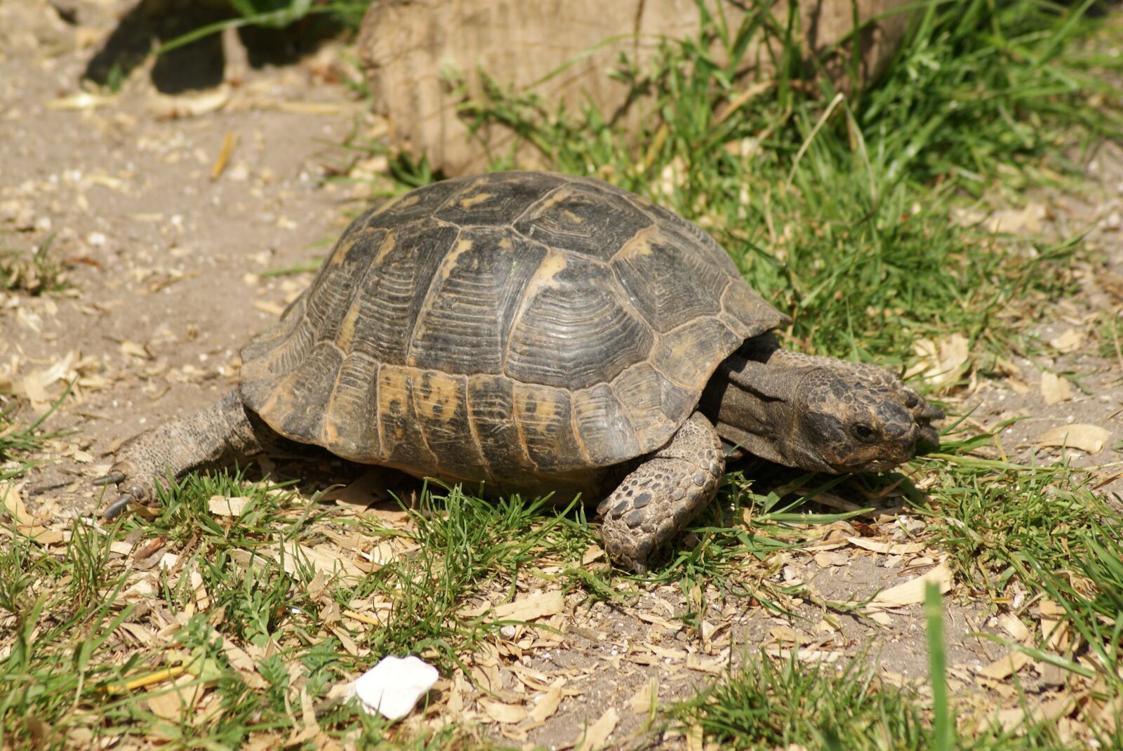 Sony Alpha DSLR-A300 sample photo. Tortoise, turtle, reptile photography