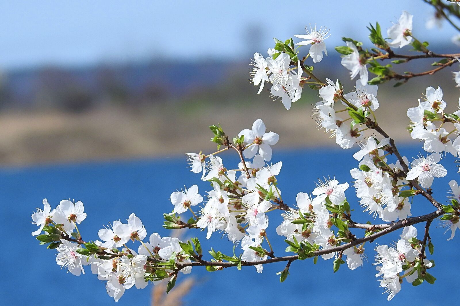 Nikon Coolpix P900 sample photo. Flowering twig, flowers, blossom photography