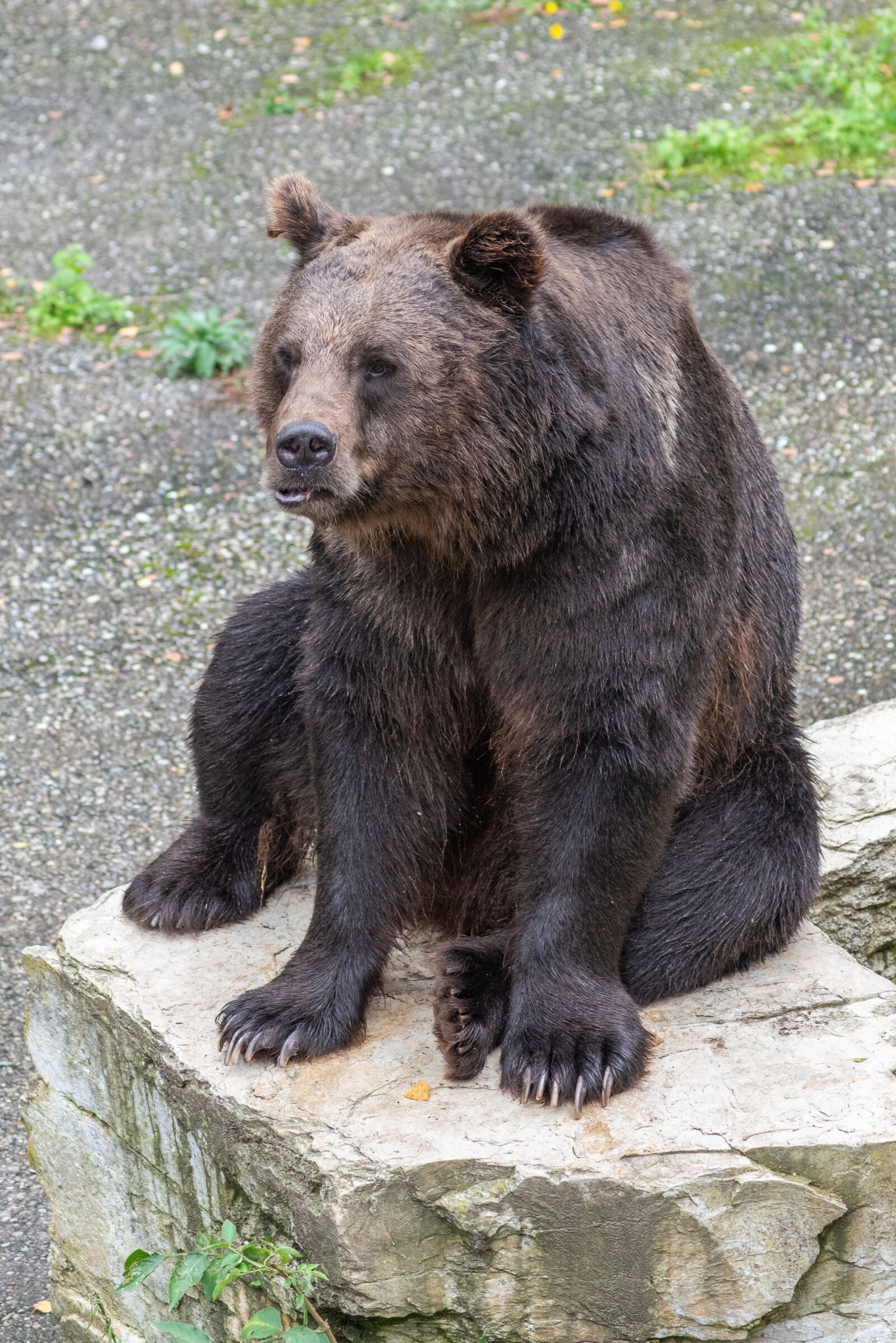 Nikon D750 sample photo. Bear, animal, dangerous photography