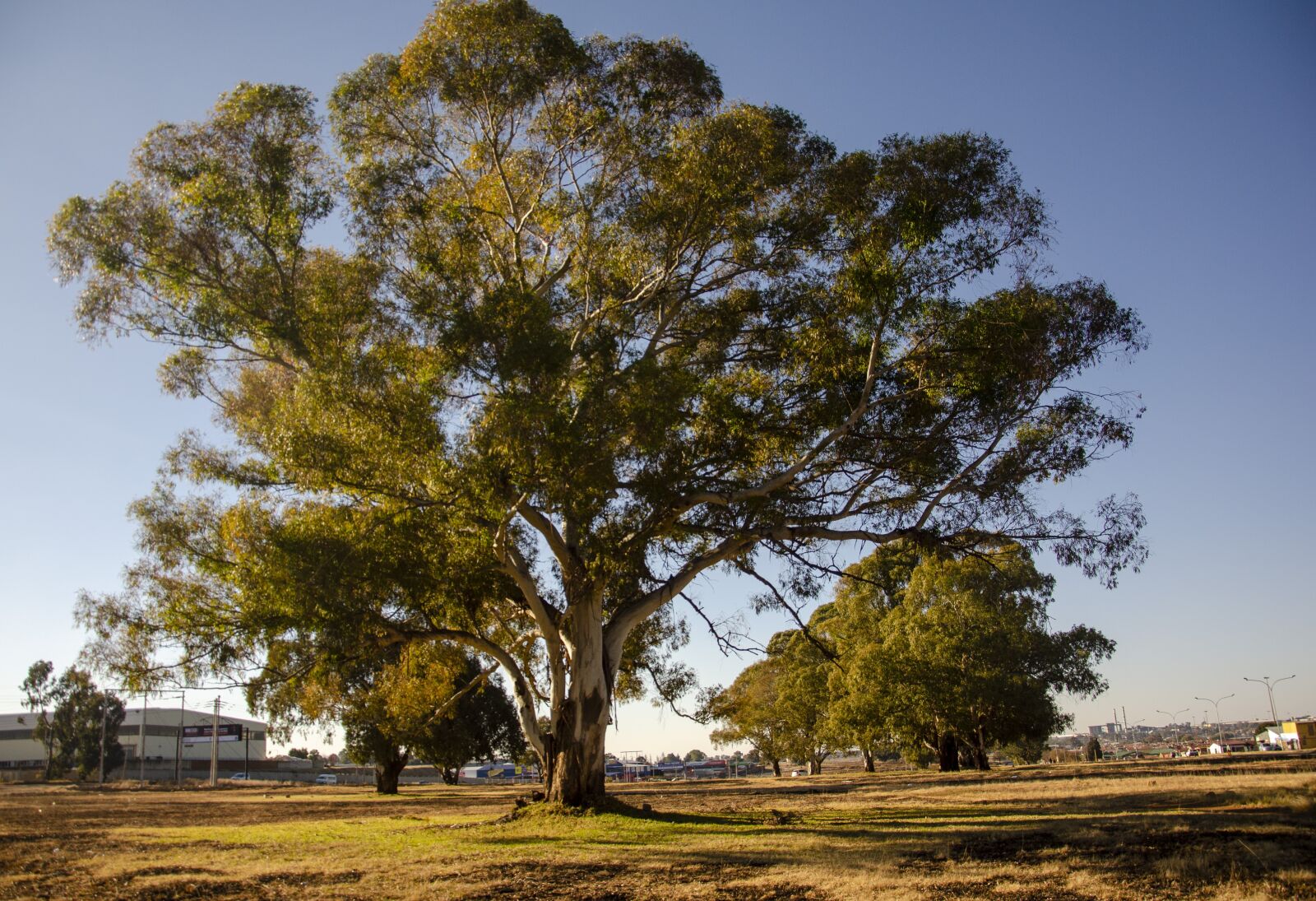 Nikon D7000 sample photo. Trees, green, field photography