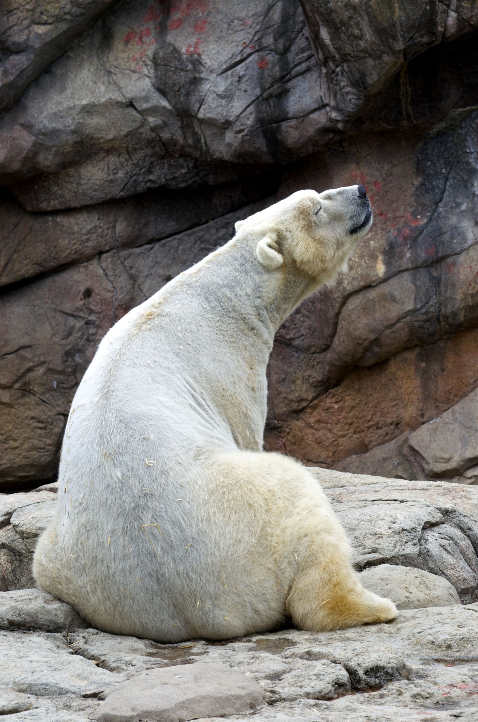 Nikon D5100 sample photo. Bears, polar, bear photography