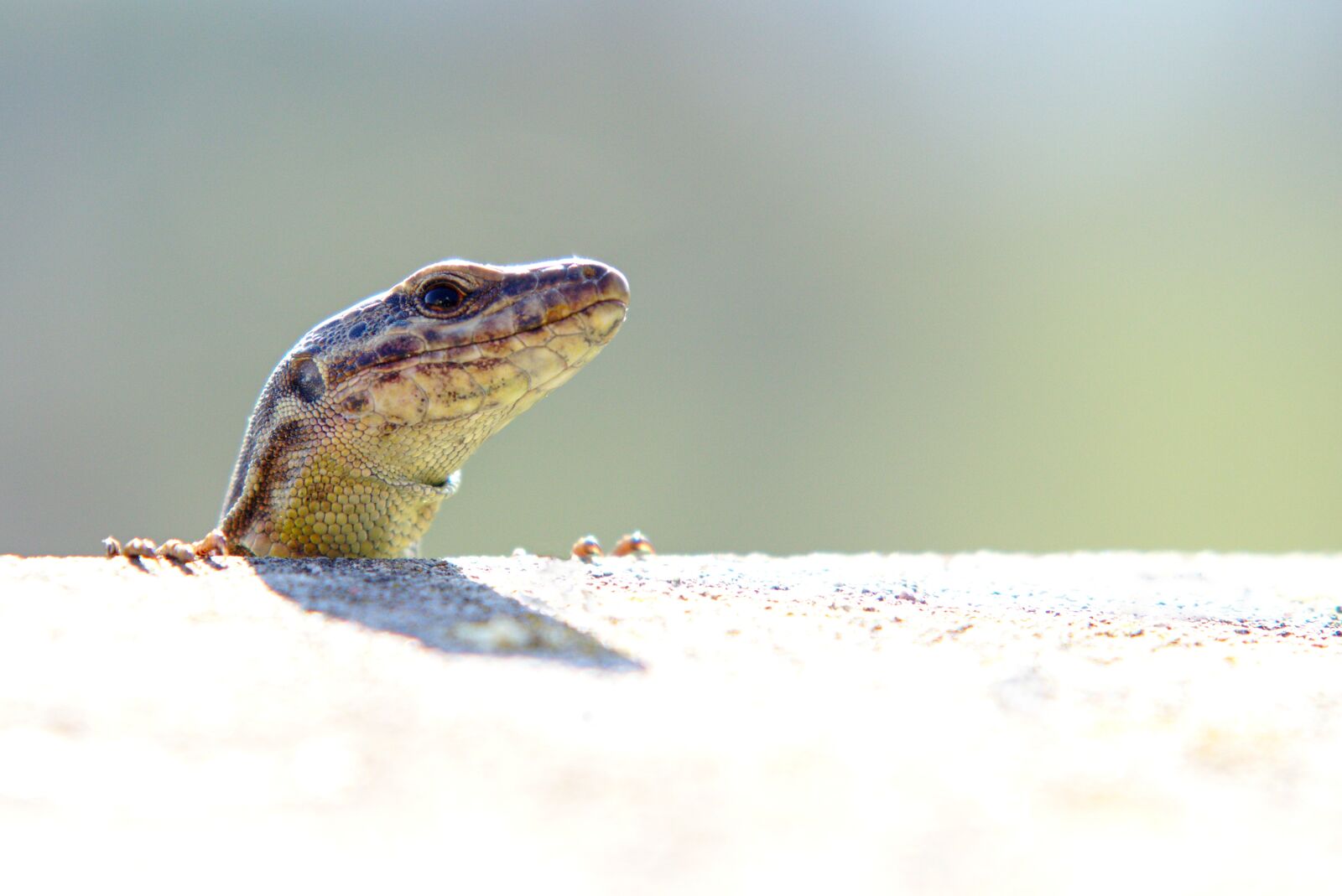 Canon EOS M5 + Canon EF-M 18-150mm F3.5-6.3 IS STM sample photo. Wall, lizard, reptile photography