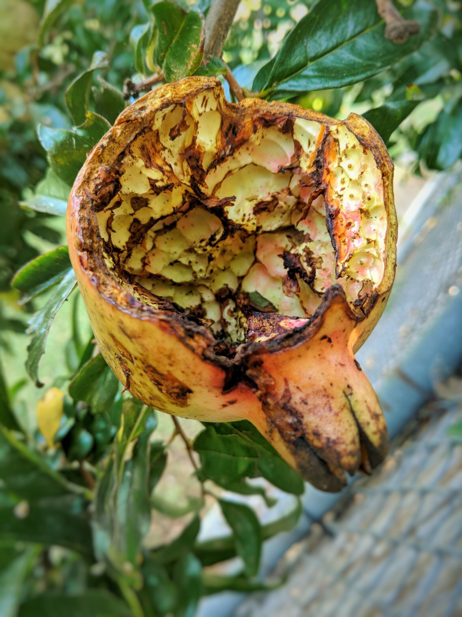 Google Pixel 2 XL sample photo. Pomegranate, fruit, eaten photography