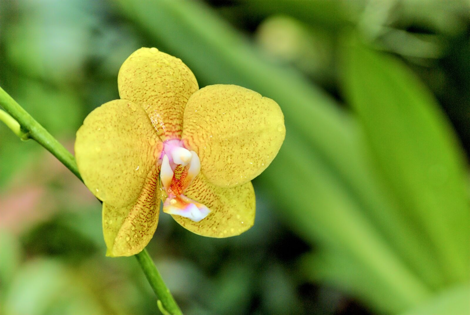 Nikon D80 sample photo. Flowers, nature, plant photography