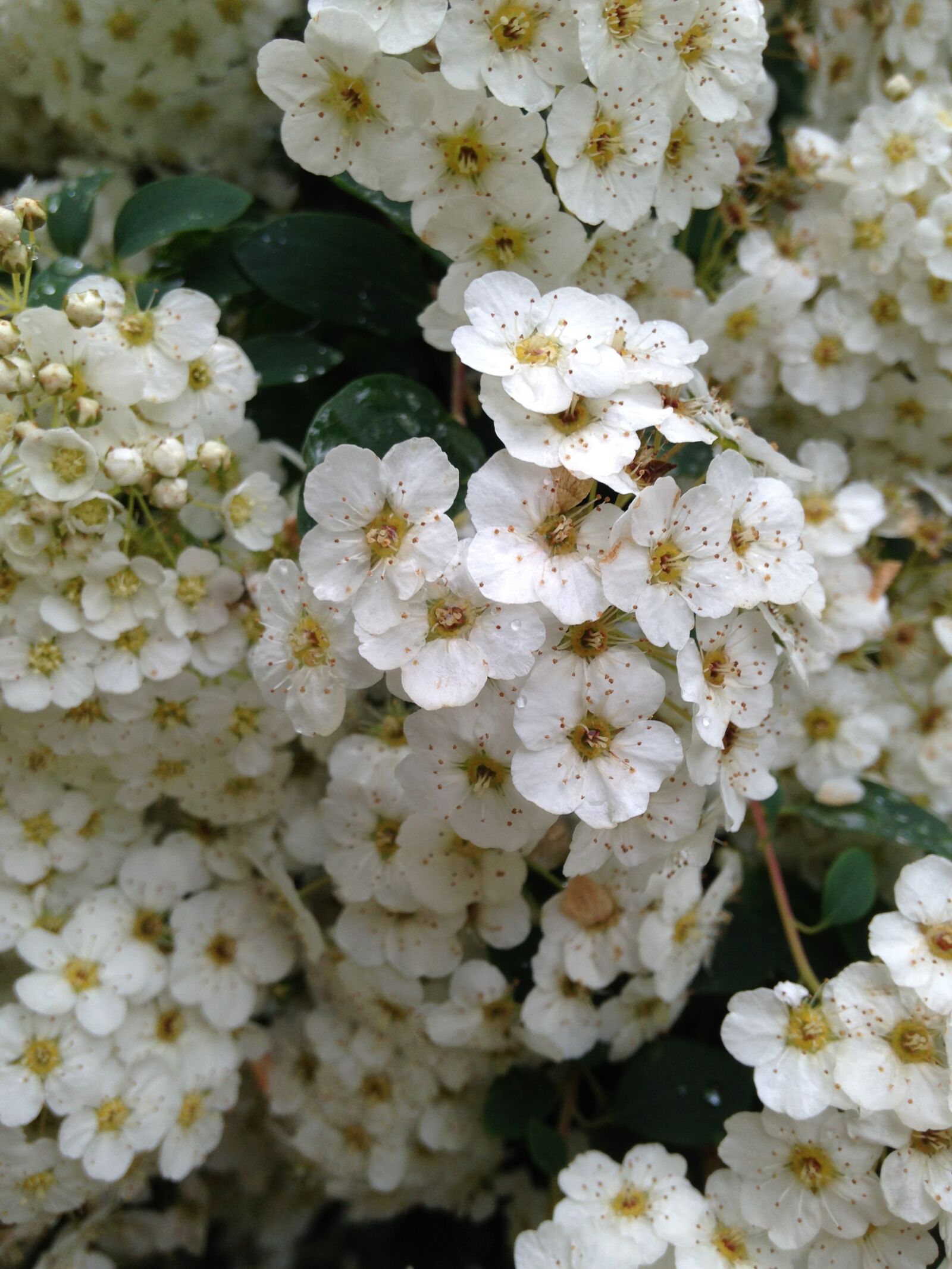 Apple iPhone 5 sample photo. Flowers, white, spring photography