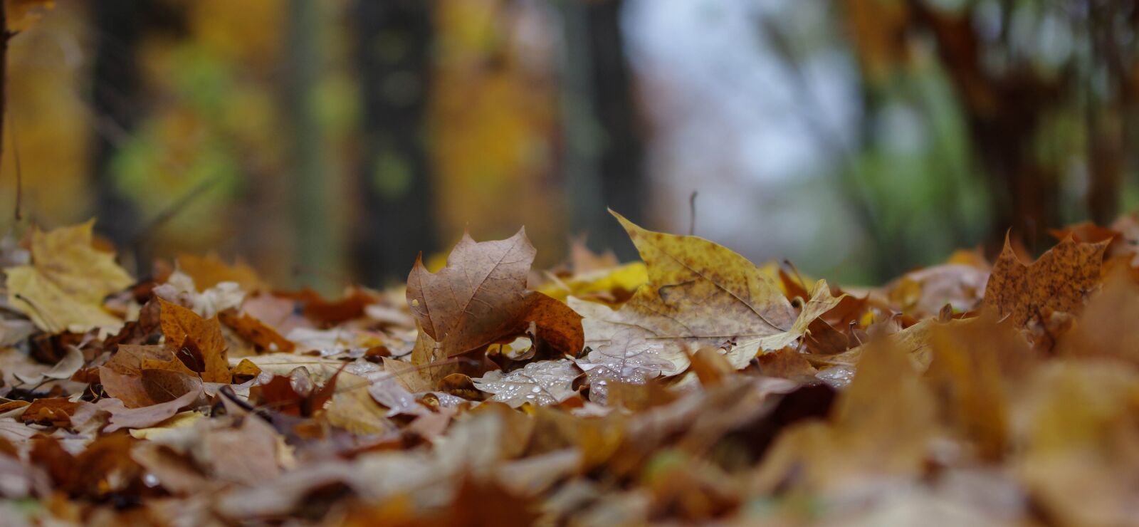 Pentax K-3 sample photo. Autumn, leaf, nature photography