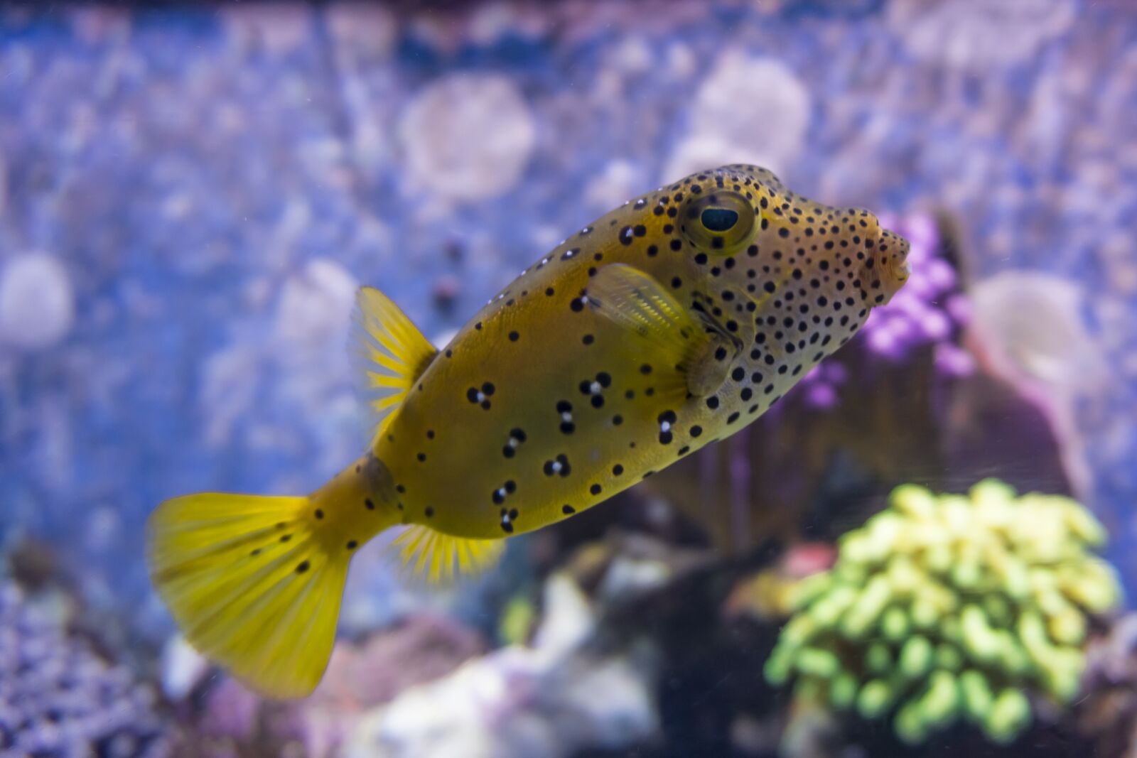 Sony a6000 sample photo. Puffer fish, yellow, salt photography