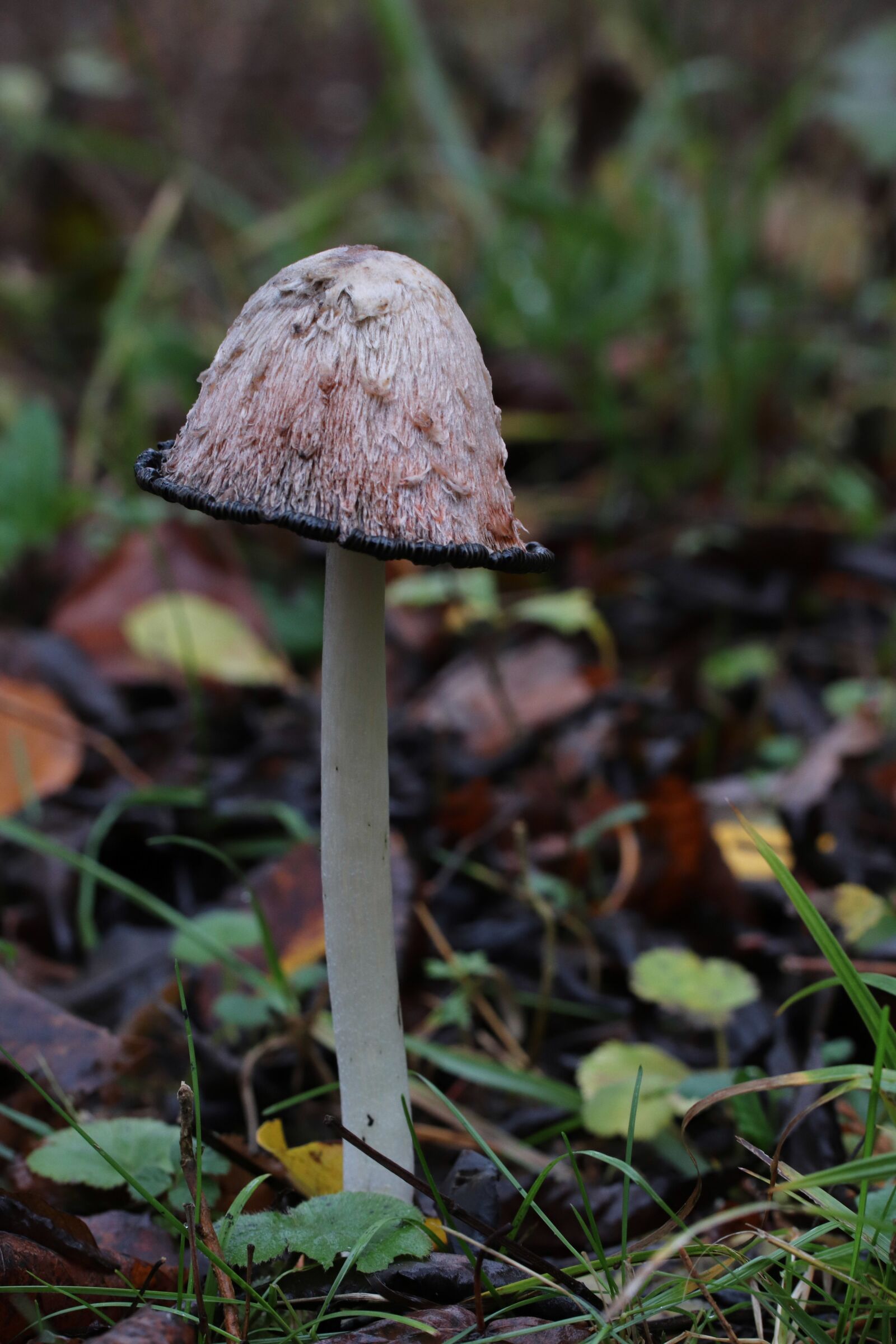 Canon EOS 77D (EOS 9000D / EOS 770D) sample photo. Mushroom, toxic, forest photography