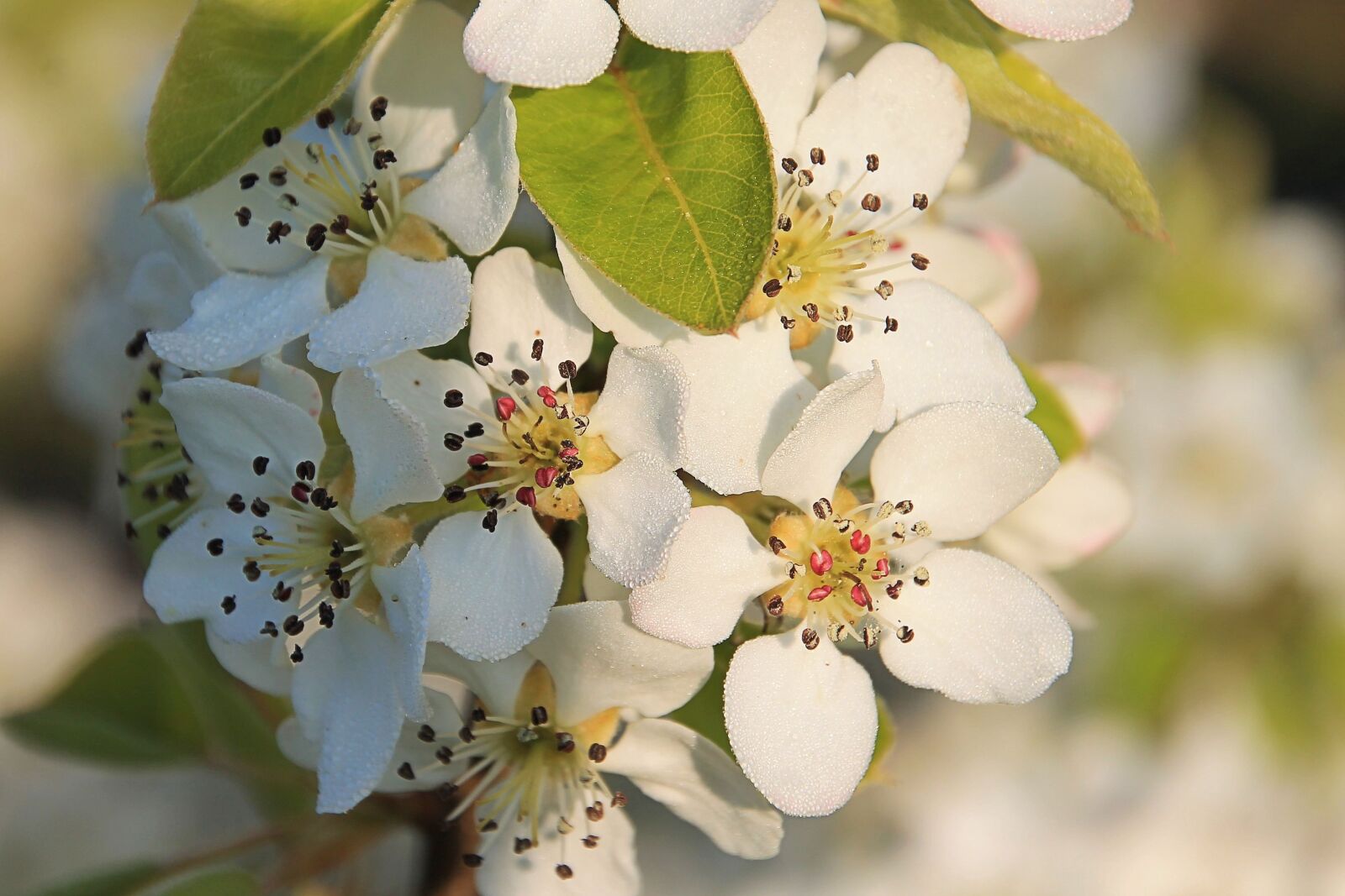 Canon EOS 1100D (EOS Rebel T3 / EOS Kiss X50) sample photo. Blossom, blossom, bloom photography