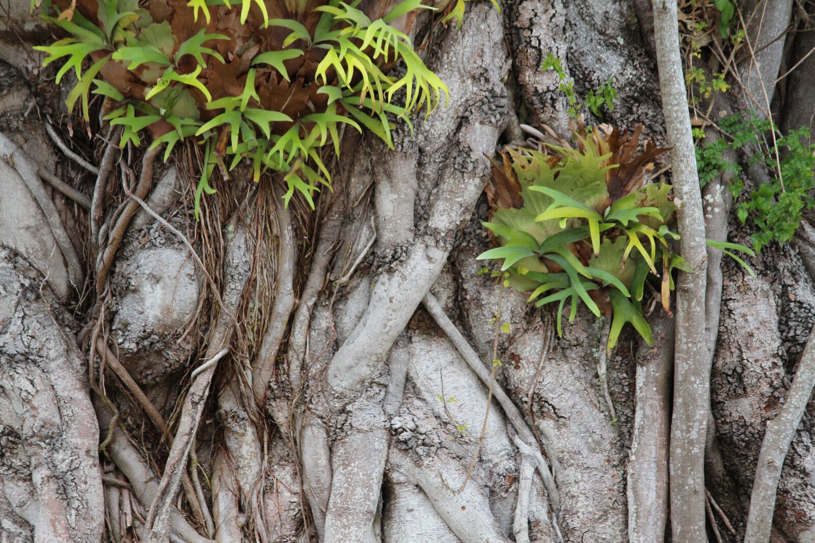 Canon EOS 650D (EOS Rebel T4i / EOS Kiss X6i) sample photo. Detail, tree, banyan photography