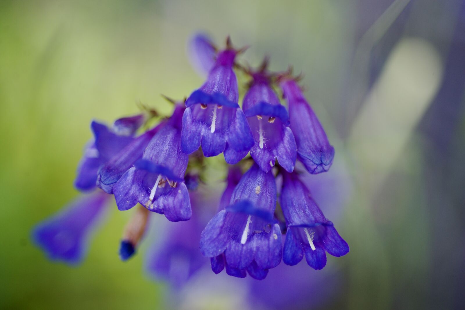 Nikon D600 sample photo. Purple, flower, wildflower photography