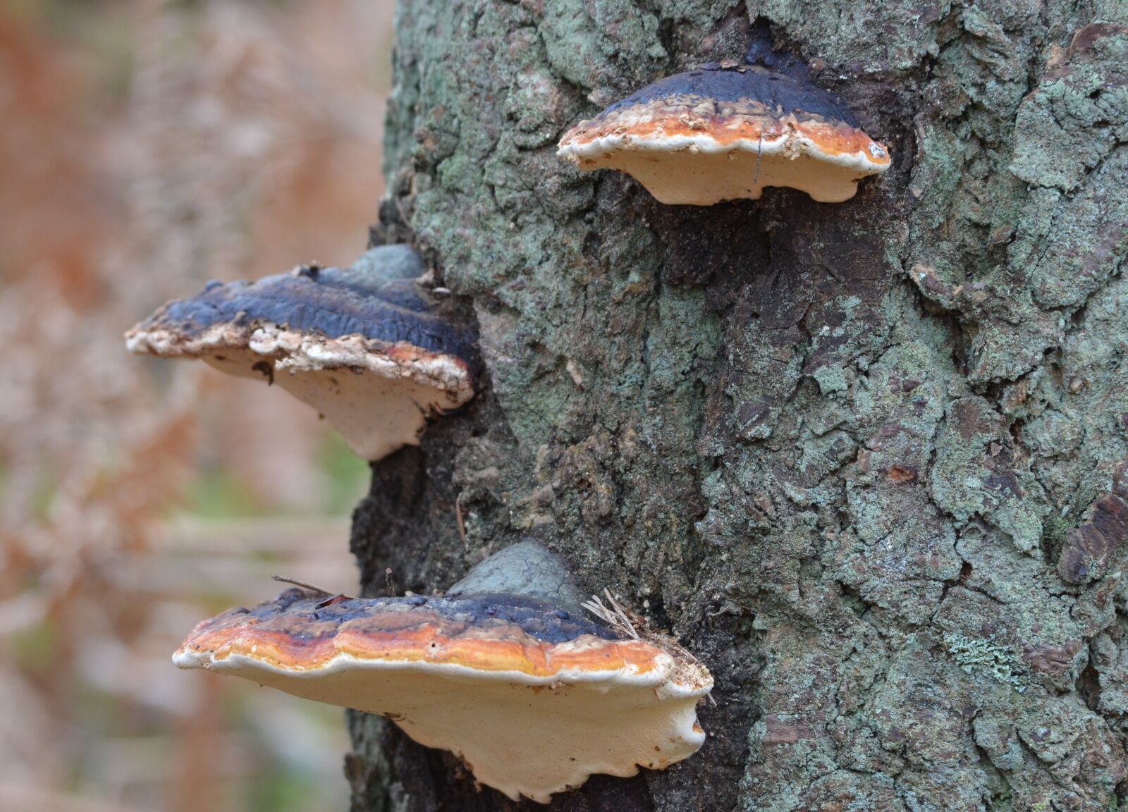 Nikon D5100 sample photo. Nature, tree, mushrooms photography