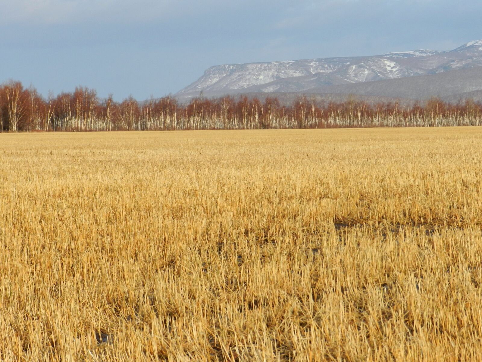 Nikon Coolpix P500 sample photo. Fields, late autumn, grass photography