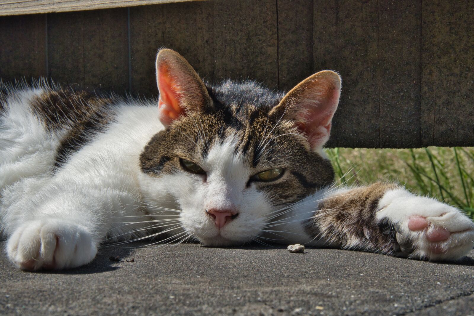 Sony a6600 + Sony E 16-50mm F3.5-5.6 PZ OSS sample photo. Cat, tired, sleep photography