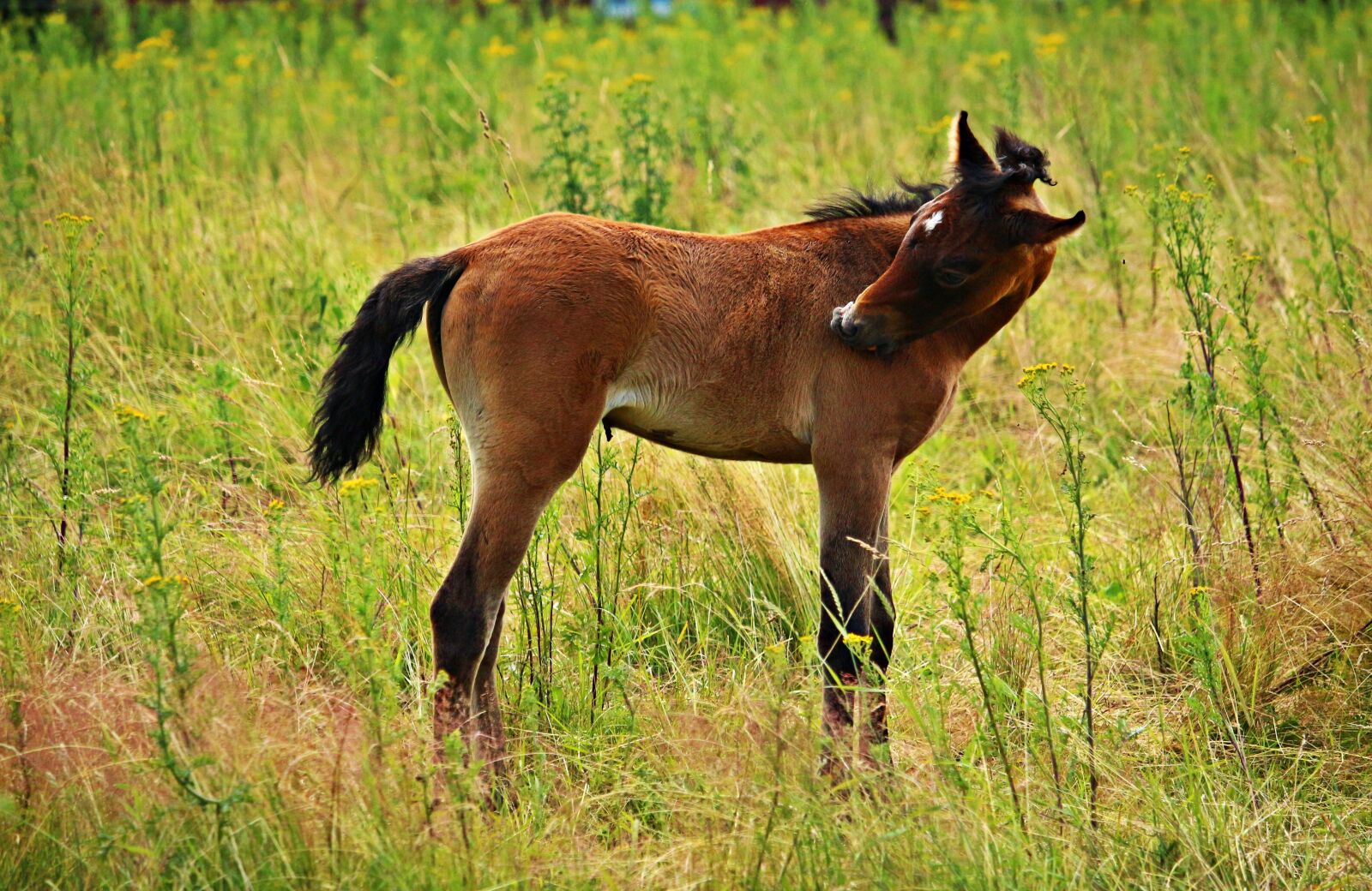 Canon EOS 100D (EOS Rebel SL1 / EOS Kiss X7) sample photo. Horse, foal, thoroughbred arabian photography