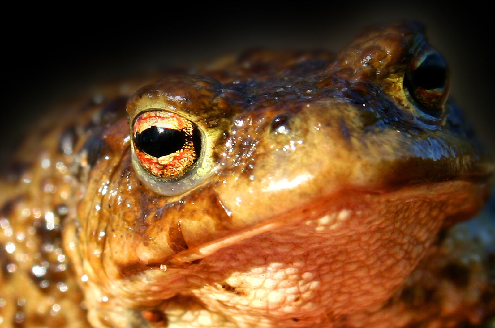Canon EOS 20D sample photo. Animal, animals, amphibian photography
