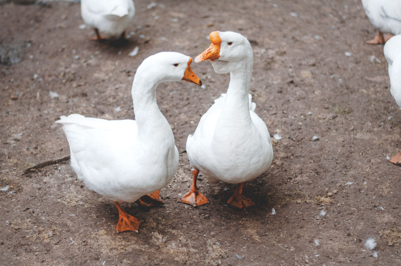 Nikon D90 + Nikon AF-S Nikkor 50mm F1.8G sample photo. Geese, water, birds, animals photography