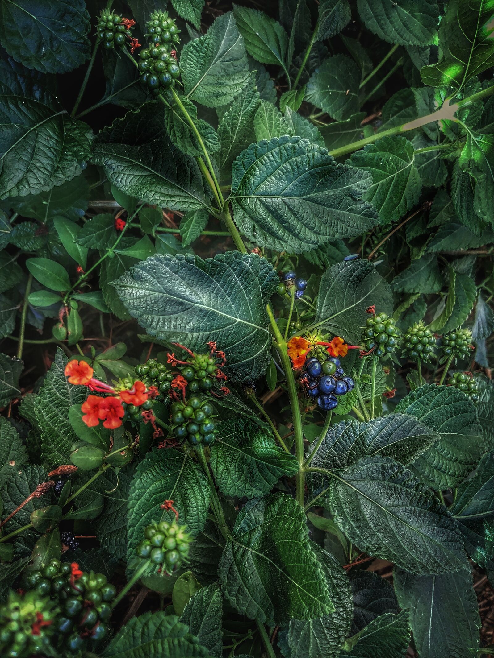 LG G6 sample photo. More, green, nature photography