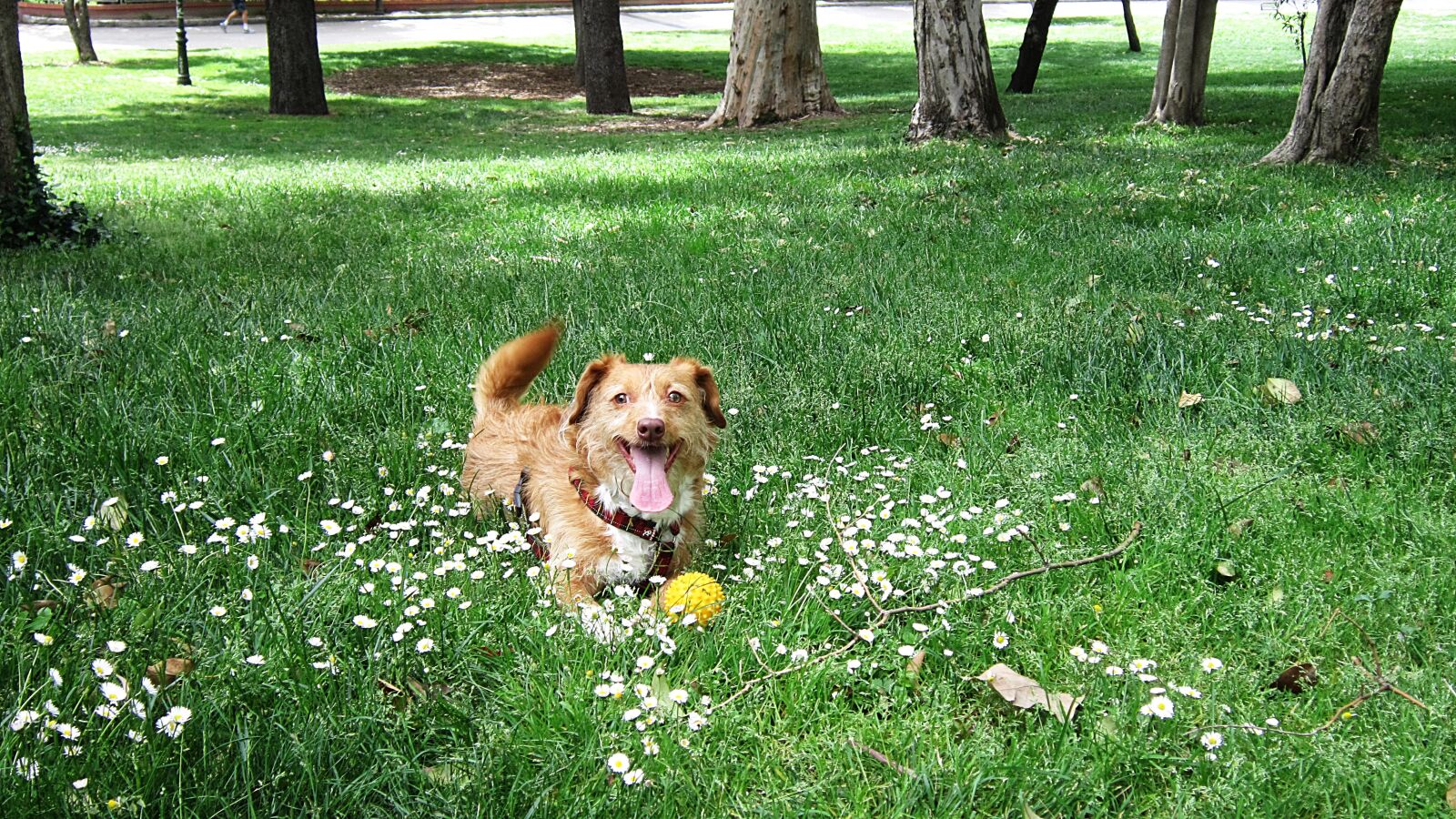 Canon PowerShot A3300 IS sample photo. Puppy, pet, dog photography
