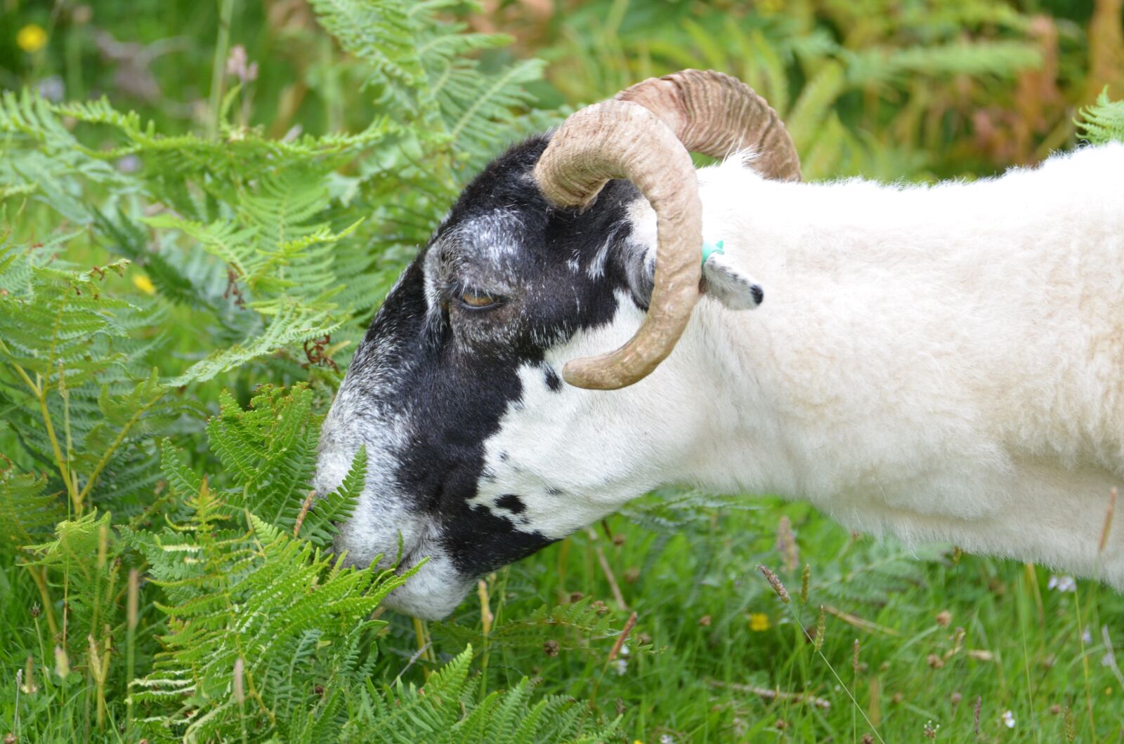Nikon D5100 sample photo. Goat, aries, bock photography