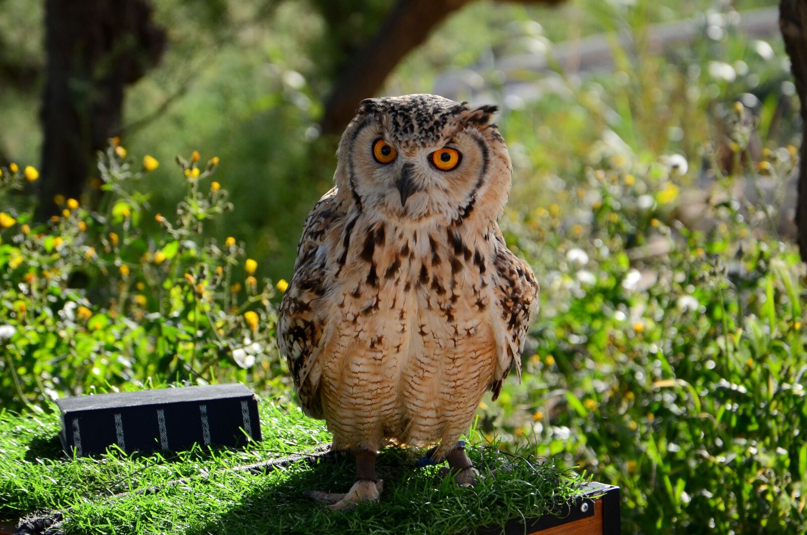 Nikon D7000 sample photo. Sowa, bird, eyes photography