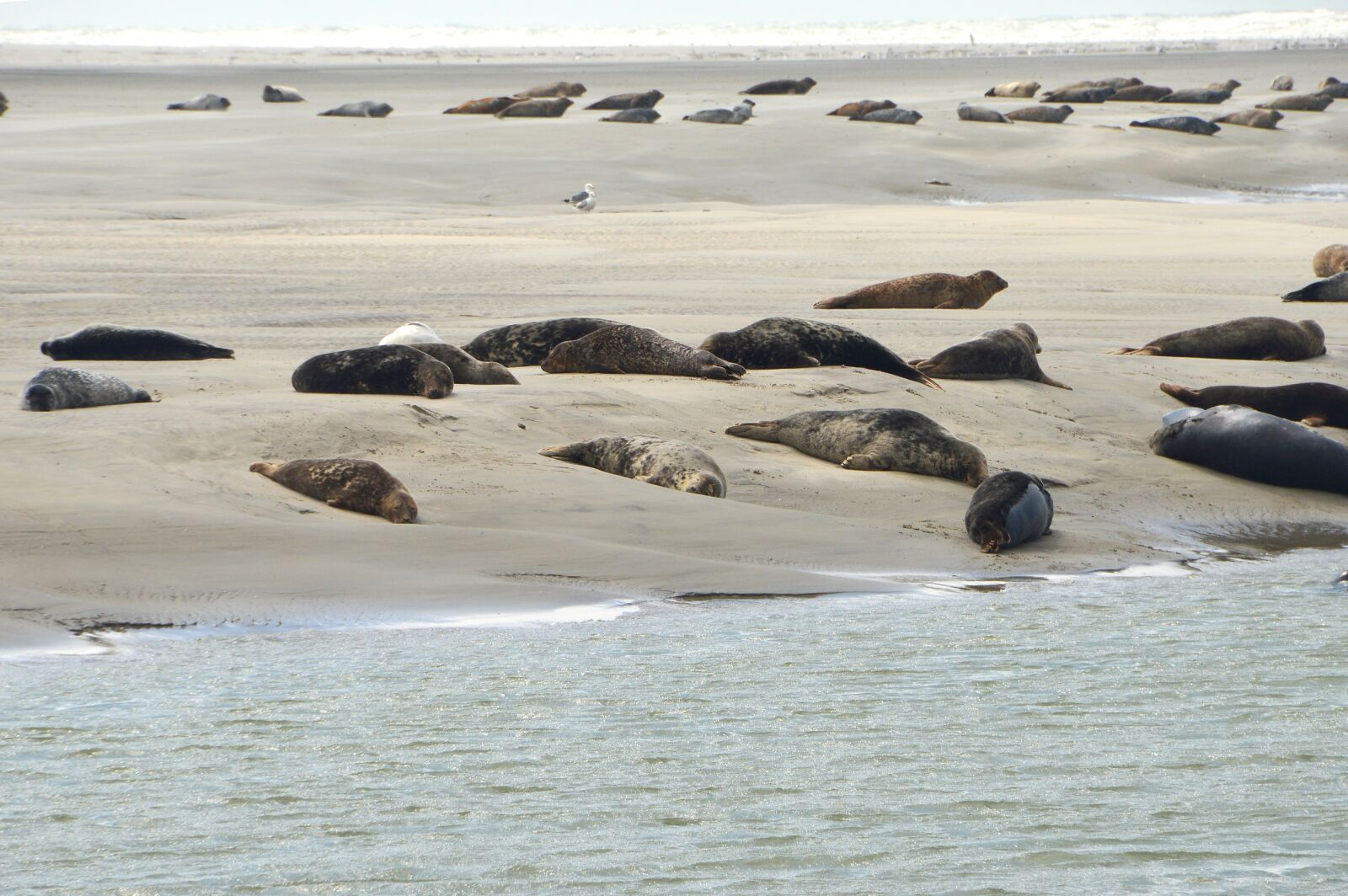 Nikon D3200 sample photo. Sea, beach, berck photography