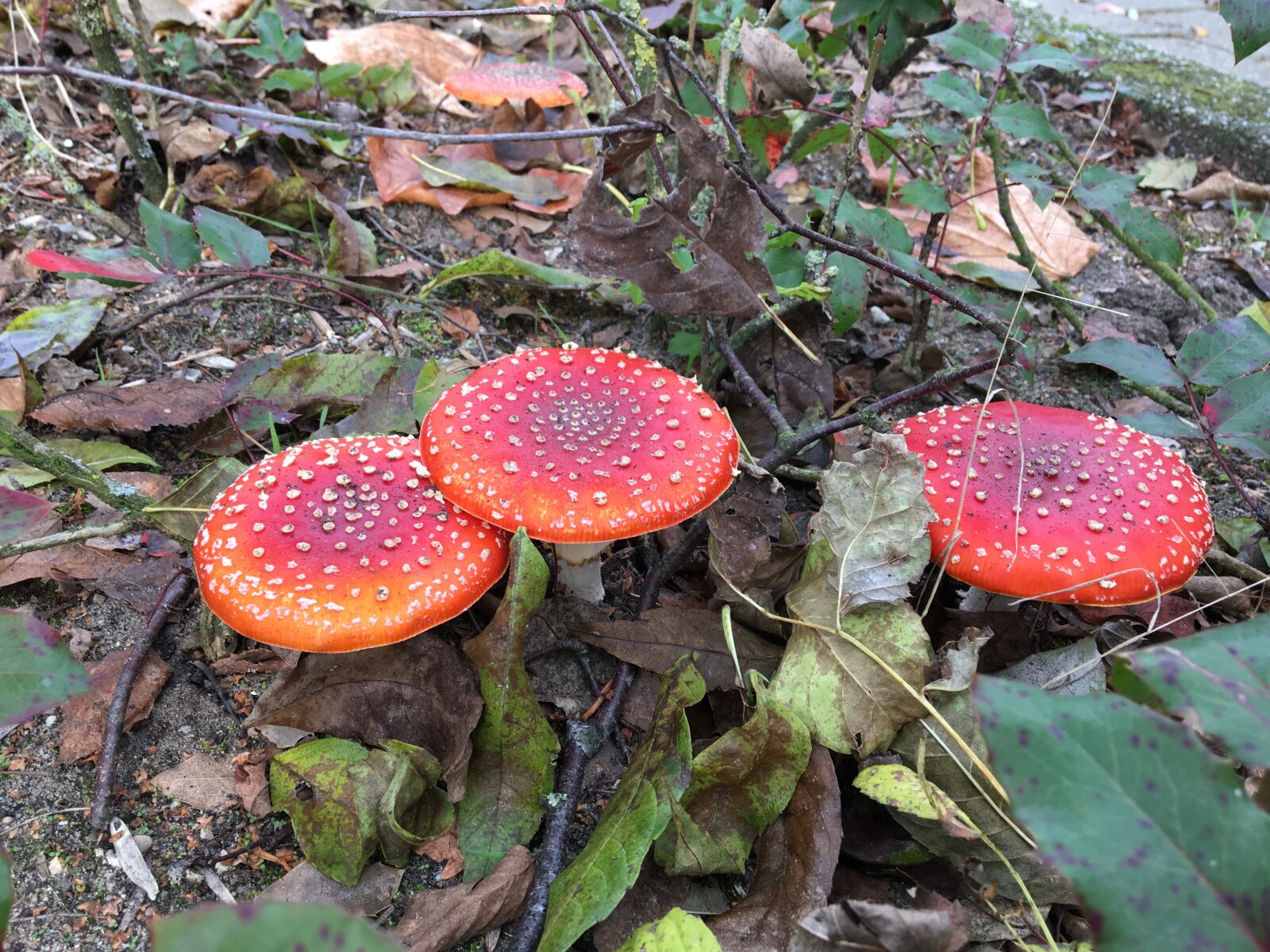 iPhone 6s back camera 4.15mm f/2.2 sample photo. Autumn, mushrooms photography