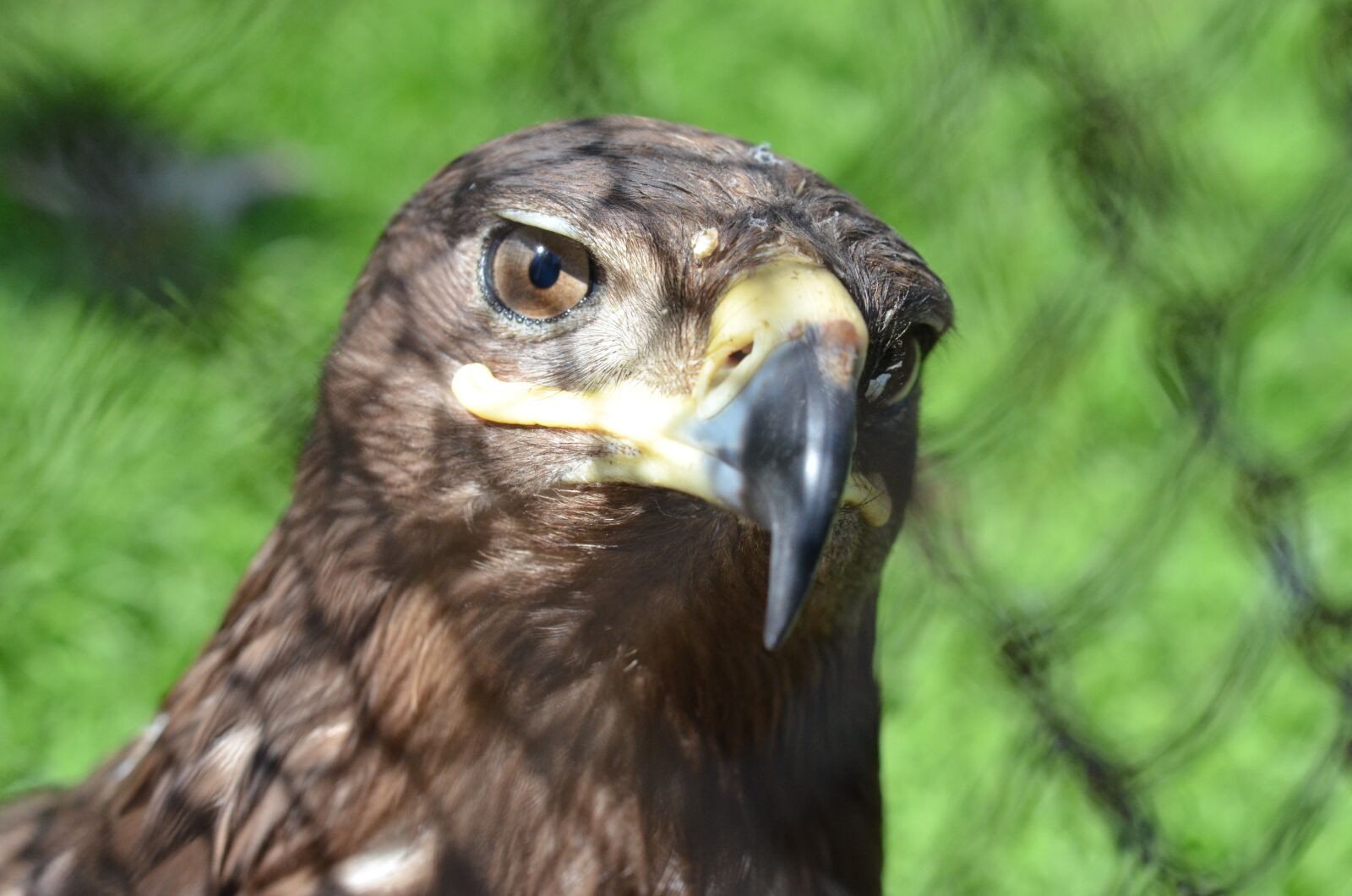 Nikon D7000 sample photo. Bird, zoo, predator photography