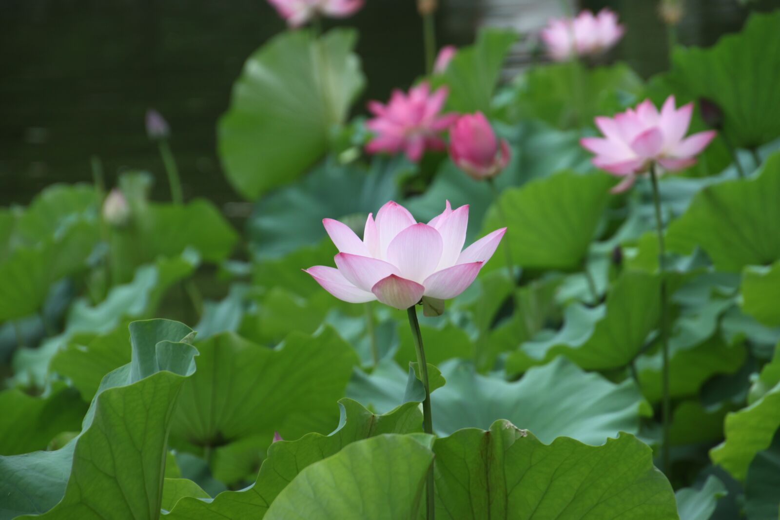 Canon EOS 500D (EOS Rebel T1i / EOS Kiss X3) sample photo. Lotus, flower, lotus leaf photography