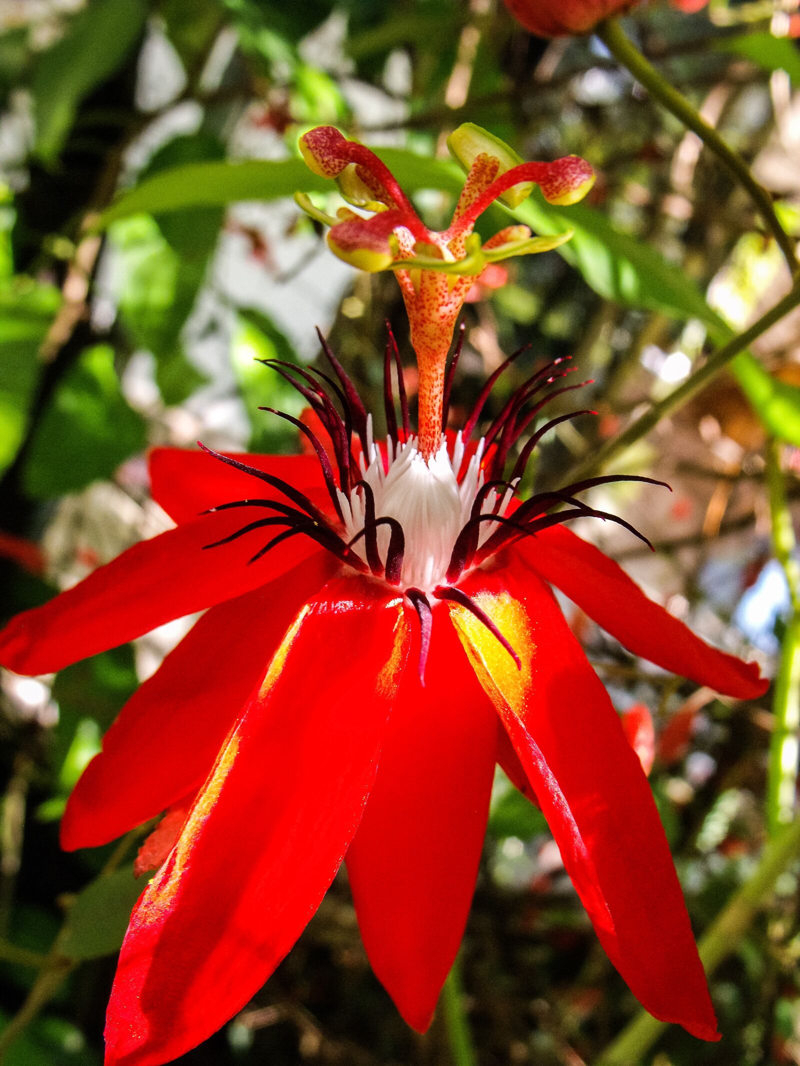 Fujifilm FinePix S1000fd sample photo. Passion flower, blossom, bloom photography