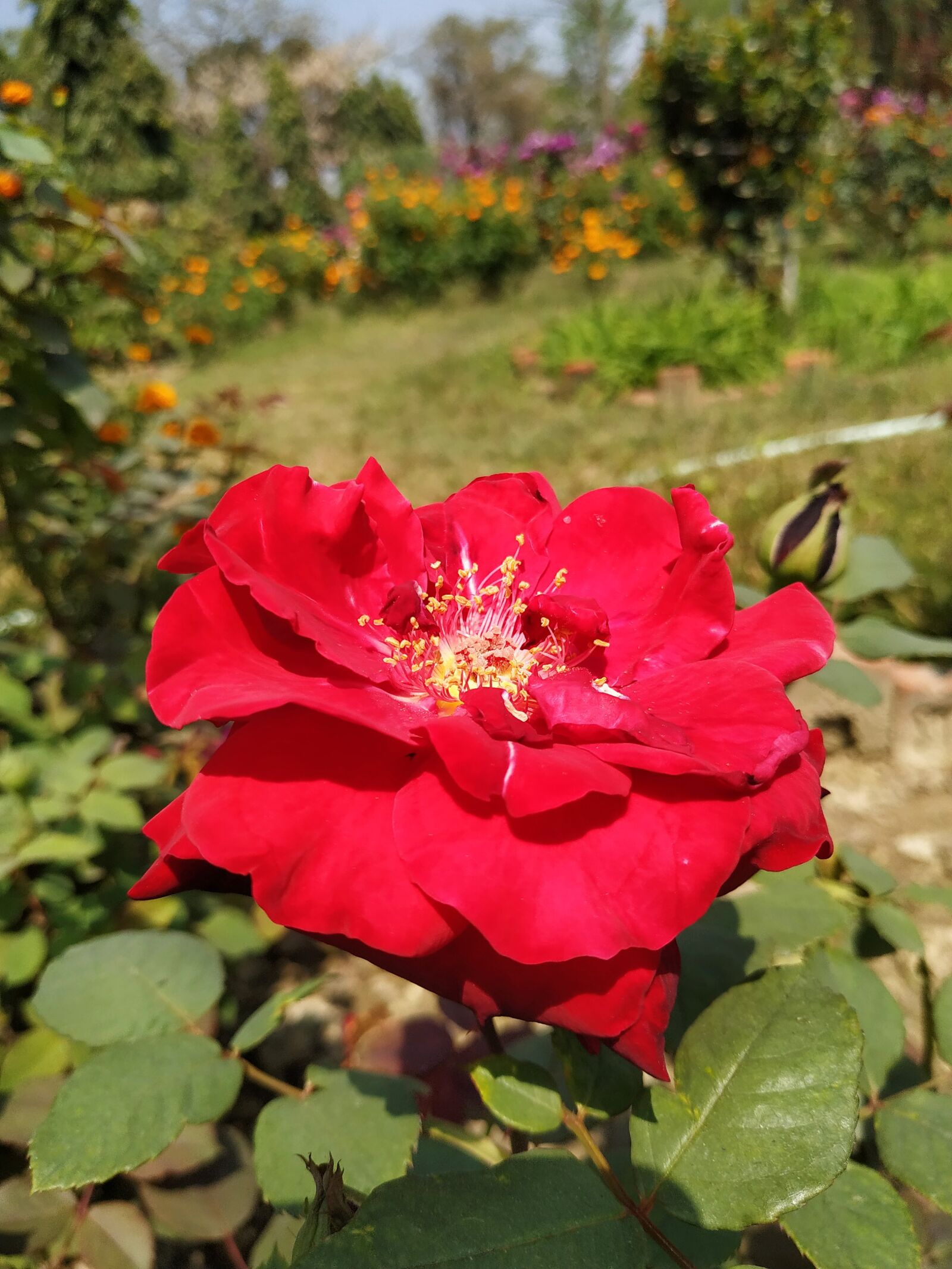 Xiaomi Redmi Note 6 Pro sample photo. Rose, plant, background photography